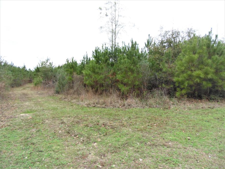 39 acres fronting on 2 paved roads with the Paxton Water System available, even has 2 fire plugs...makes insurance a lot cheaper when you build or put that new manufactured home on this beautiful, wooded acreage. Located in an agricultural setting with houses in the area. Priced to sale today!