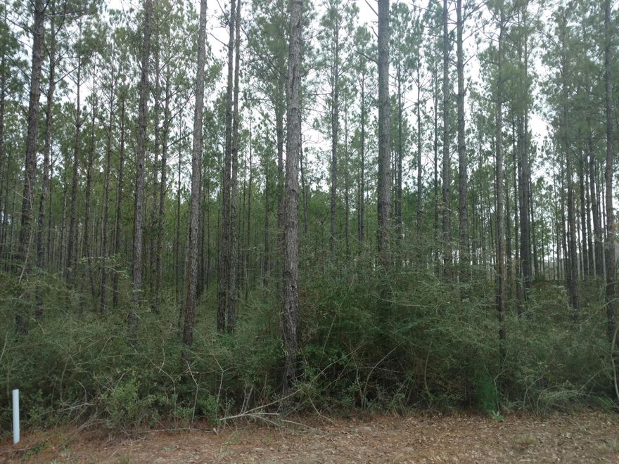 Hammock Bay, one of Freeport's most desirable neighborhoods, is calling your name! Beautiful landscaping, community pools, tennis courts, playground for the kids, walking and bike trails, doggie park and more! Hammock Bay has Restrictive Covenants, HOA and ARC review when building a new home. City Water and Sewer are available and the Tap Fees for this lot has been paid - a big savings! Wooded lot with nice trees. Lots 32 and 34 also available. Buy One, Two or all Three!