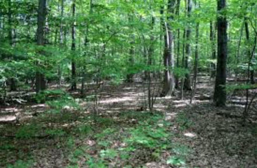 Beautiful 10 acre parcel with pecan and oak trees, some pasture and room to roam! More parcels available, call today! Seller is licensed real estate agent