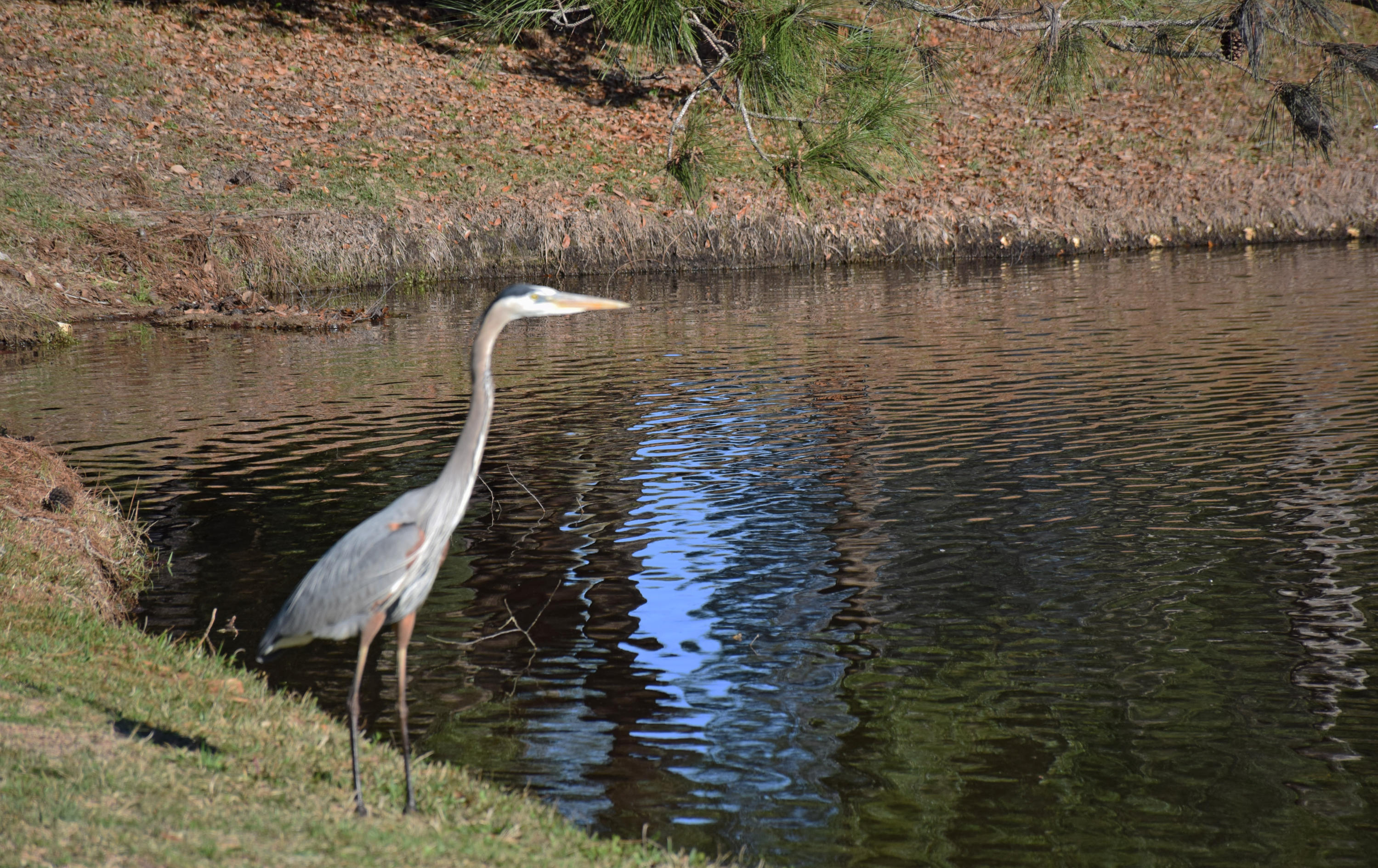 ST ANDREWS WEST BLUEWATER BAY 1 - Residential