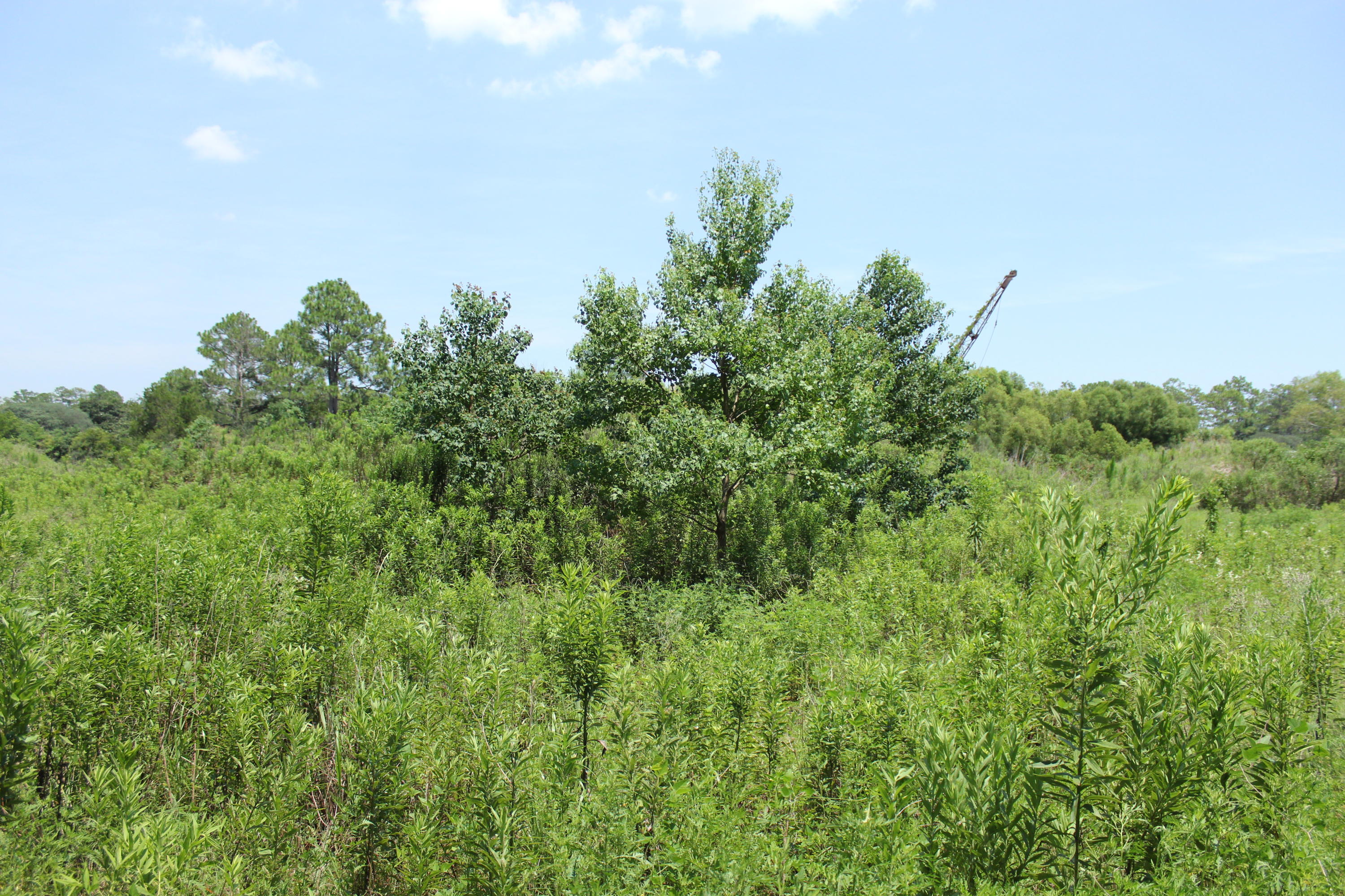 N Beal Extension - Land