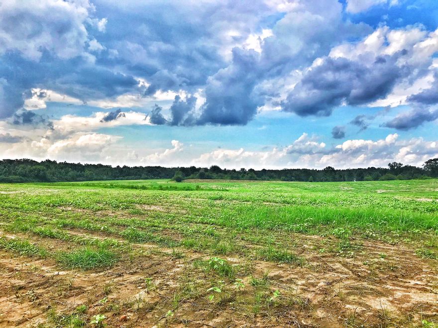 53 gorgeous acres mostly cleared and ready for your dream home! This land has a stunning view from it's hilltop that overlooks the rolling hills. Several fruit trees that are loaded with fruit. Abundant deer and wild turkey. This land has been used to farm peanuts for the last couple of years. Power and a 320 ft private well are already in place for the new owner. There is a large 2 acre pond on the very front of the property stocked with bream and bass. Lots of wild life seen on the property as well. Don't miss out! Schedule your showing today! All measurements must be verified by buyer.