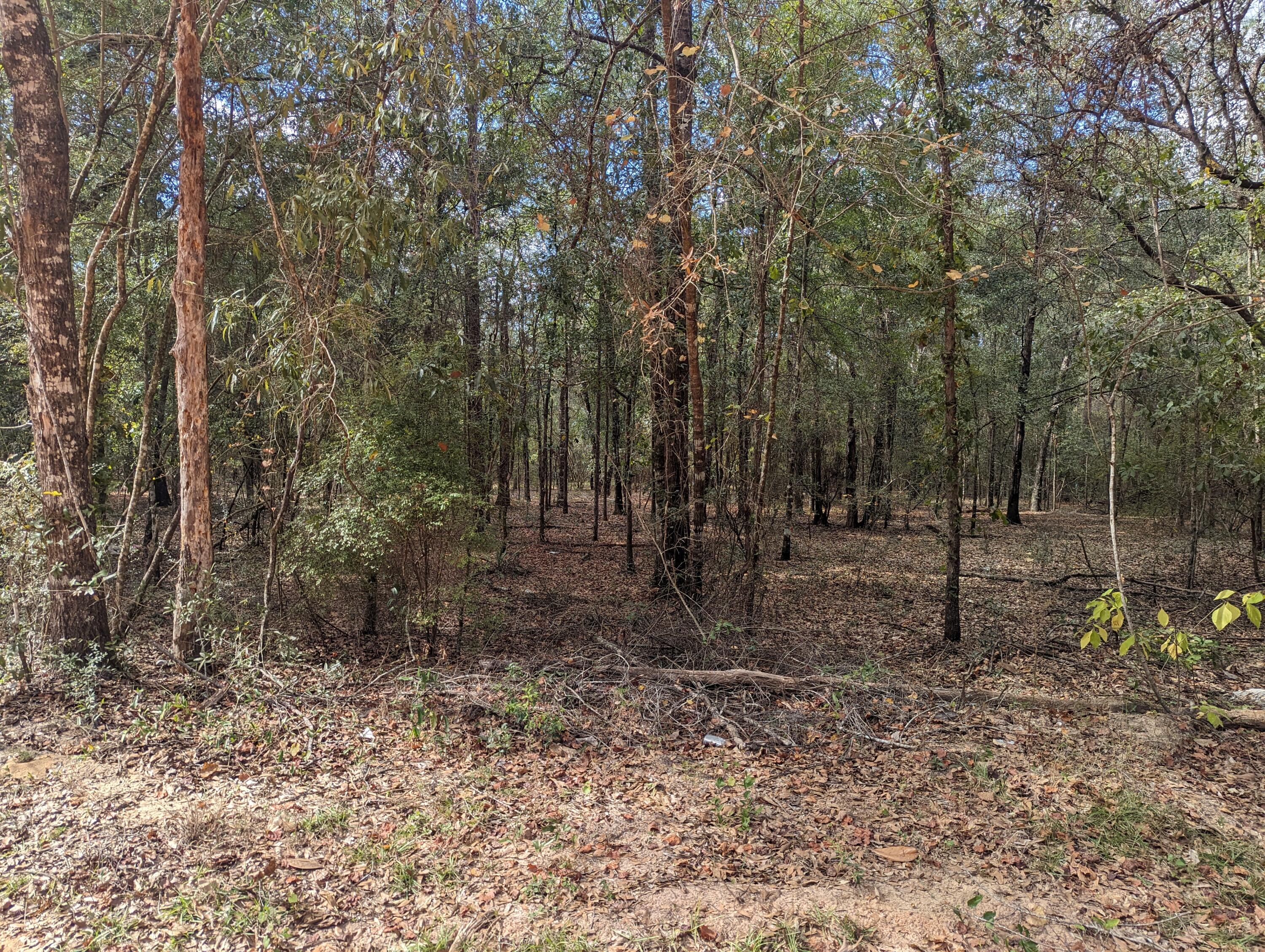 Vacant land fully wooded and high and dry according to the Walton County Property Appraiser site. This property spans both sides of Turkey Creek Pit Road....see attached documents and photos.