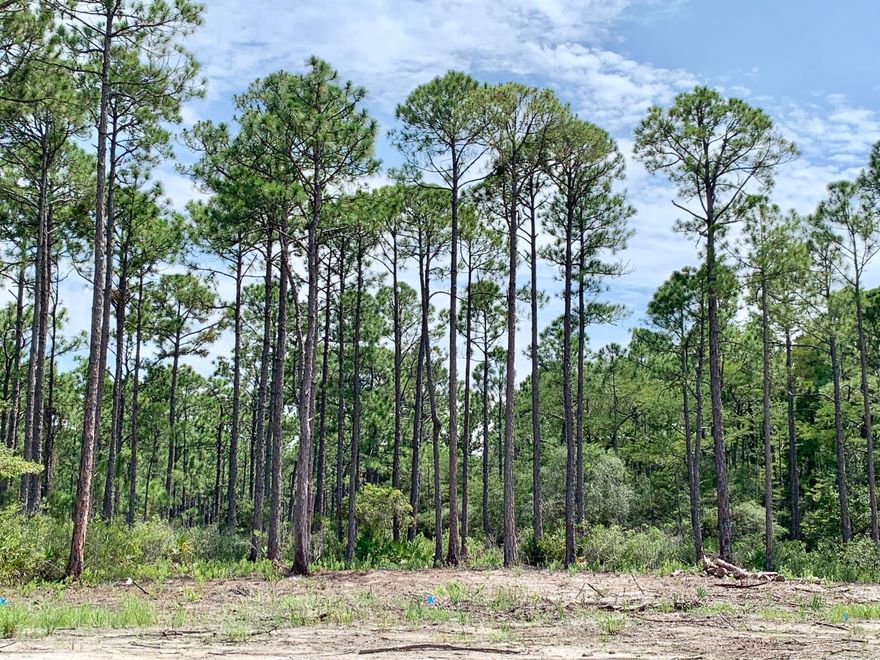 Over a .24 acre in South Walton and partially cleared!!  Vacant land, please go show!!**Buyer to verify all information, if important!!**