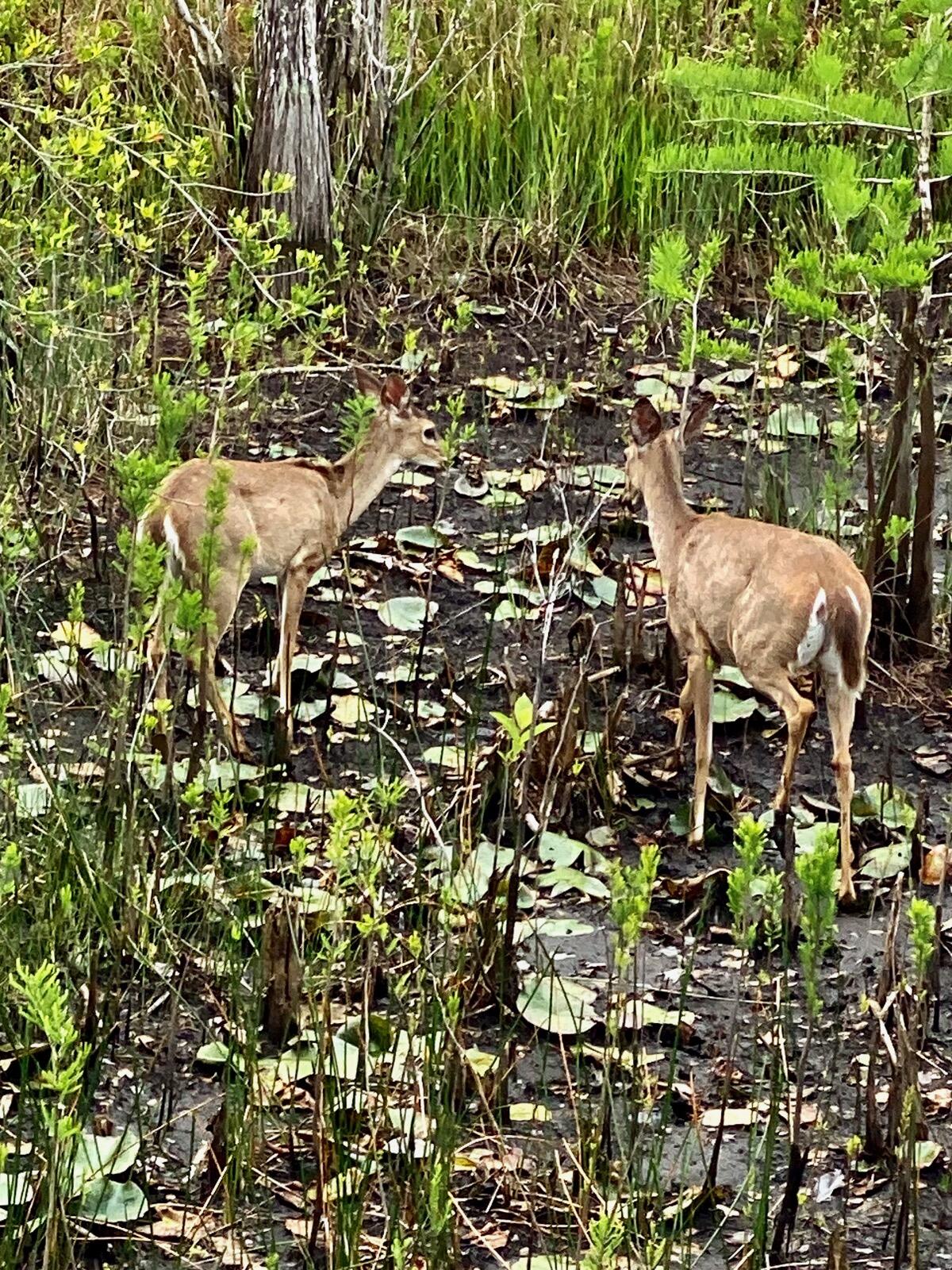 CYPRESS DUNES - Residential