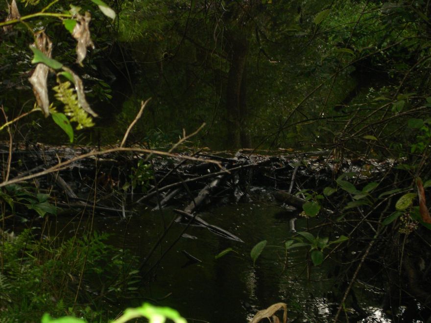 BEAUTIFUL 60+/- ACRES IN NORTH OKALOOSA COUNTY.MIXED HARDWOODS AND PASTURE. GREAT HUNTING. APPROX 45 MINUTES TO FORT WALTON. SELLER IS SELLING $3000.00 PER SURVEYED ACRES.SELLER IS FIRM ON PRICE.