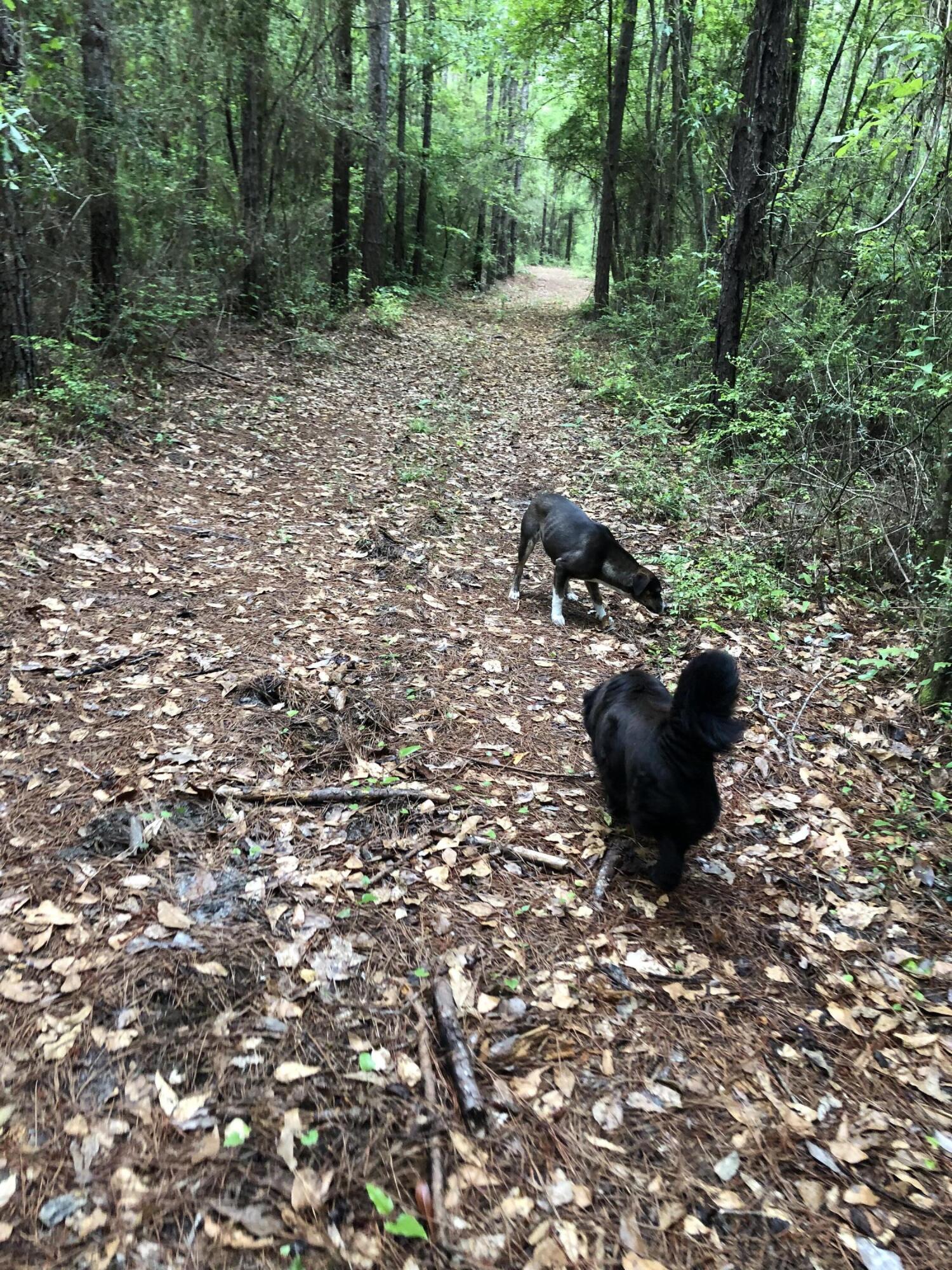 Metes and Bounds - Farm