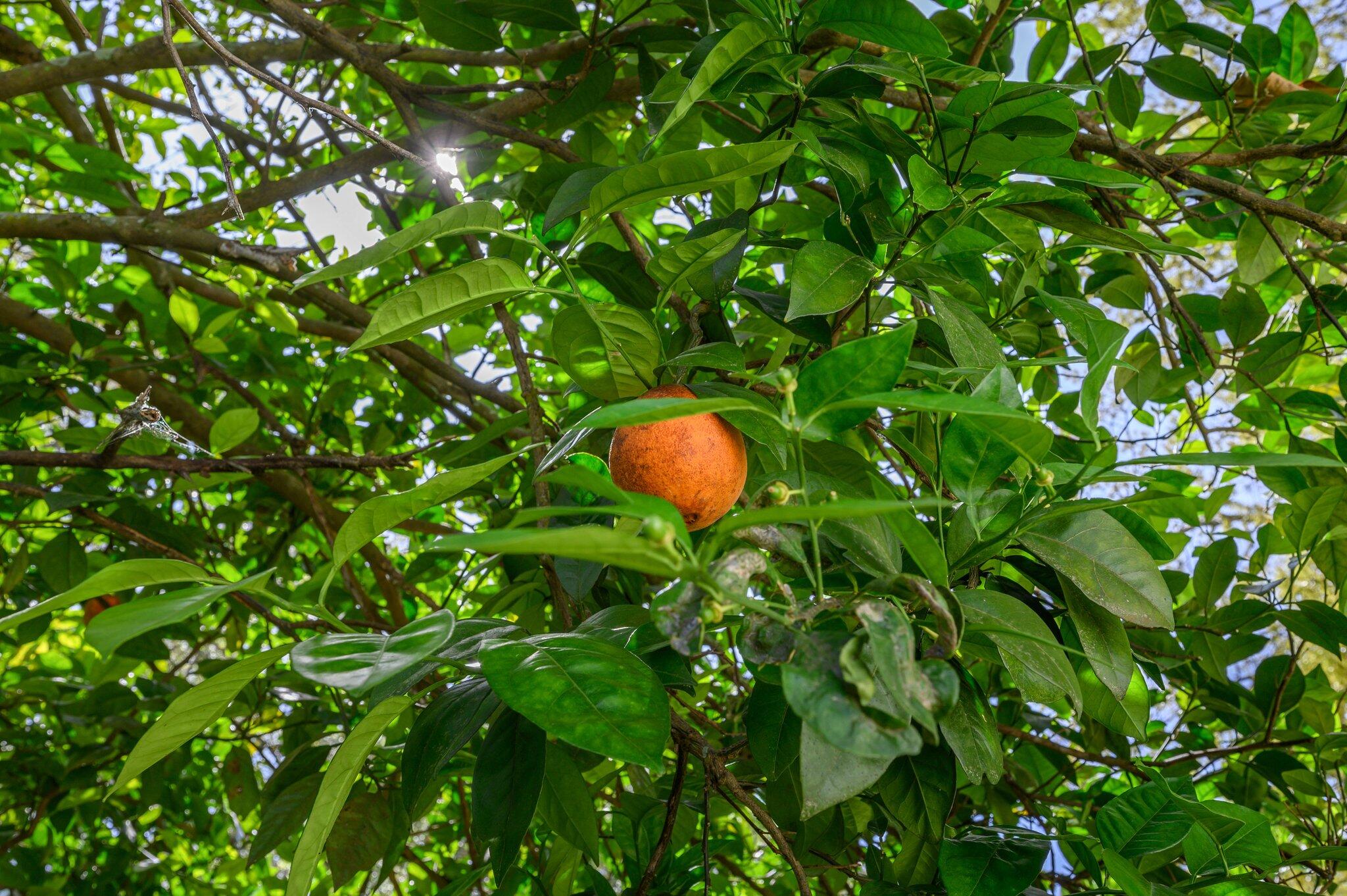 GARNIERS HEIGHTS 1ST ADDN - Residential