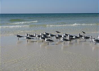 DESTIN WEST BEACH & BAY RESORT-GULFSIDE - Residential