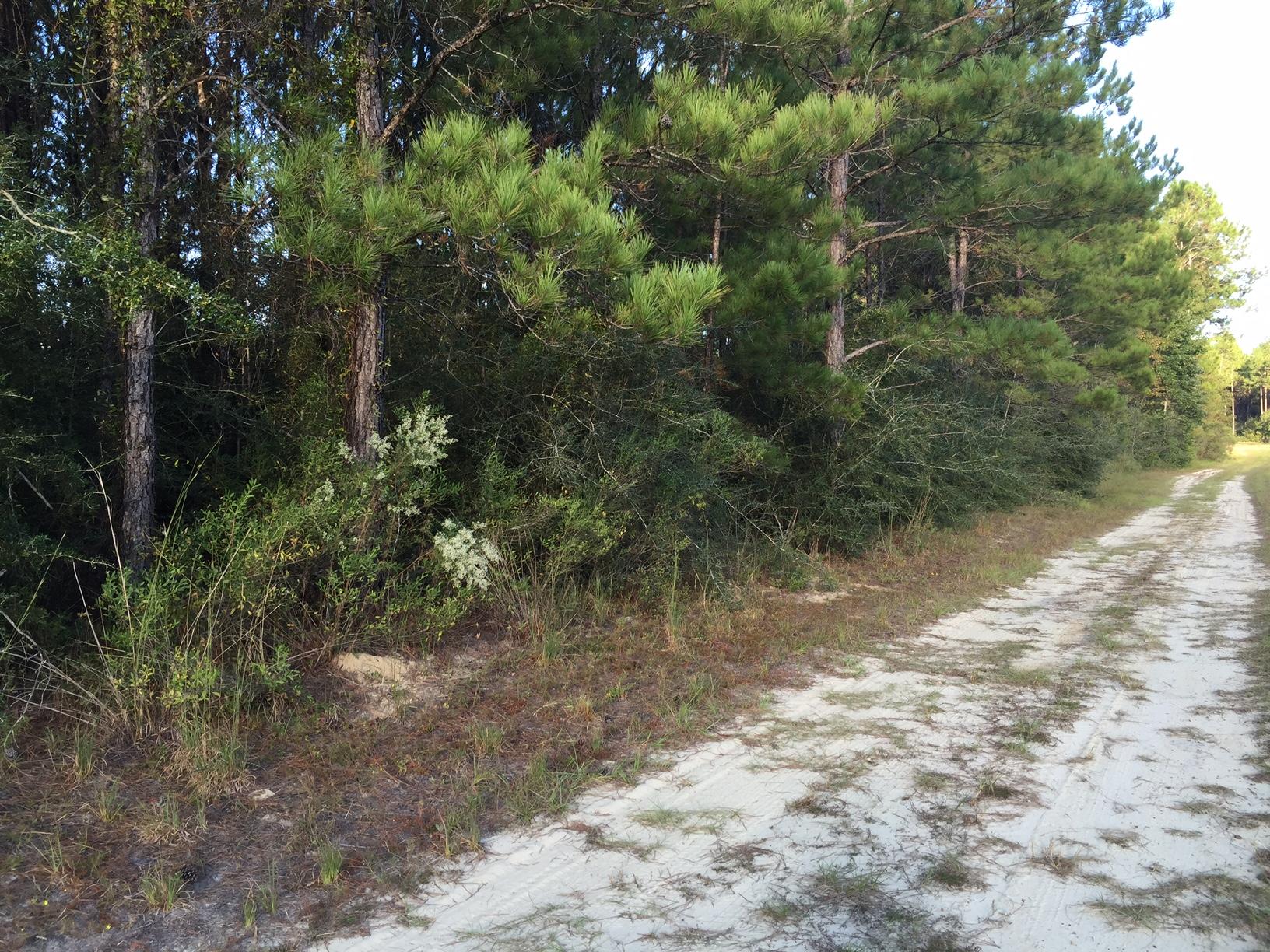 19 (+) acres in Walton Plantation. Owners have recreational easements to approximately 3000 acres for hunting, atv's,, horseback riding and fishing. A planned community that is gated with outdoor enjoyment. Several different clubs; hunting, RV, gardening, horseback riding, airpark, bow hunting, and sporting clays. Master Assoc. has been turned over to the homeowner. Annual meeting will be in October and a new budget will be discussed. Annual dues are $50 per acre and each special interest group may have dues for membership. There are covenants and restriction in place . This parcel fronts on Chapel Rd W and Show Horse Way. One of the ponds is across the rd on Show Horse.