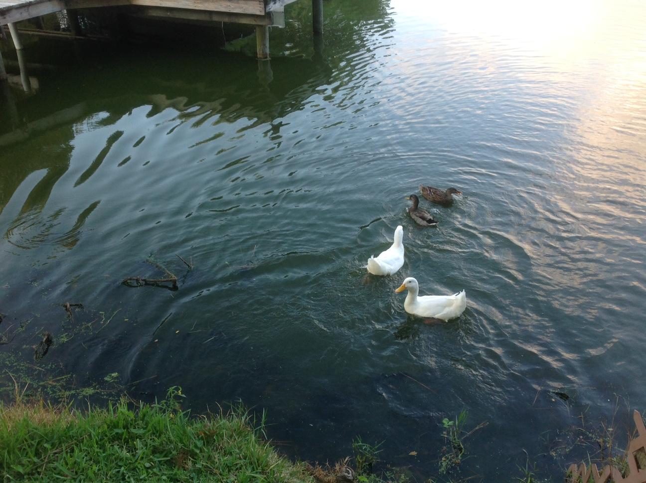 KELL-AIRE GARDENS - Residential