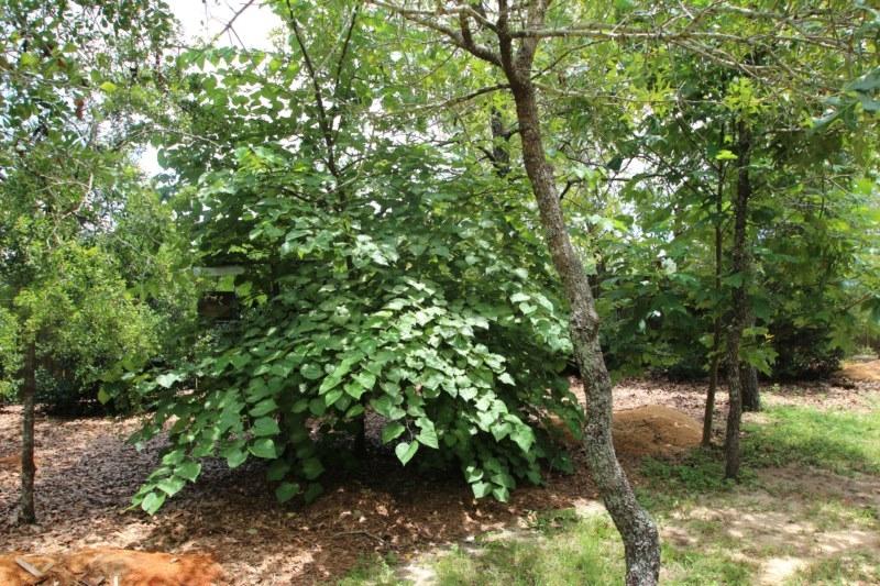 MT OLIVE ESTATES - Residential