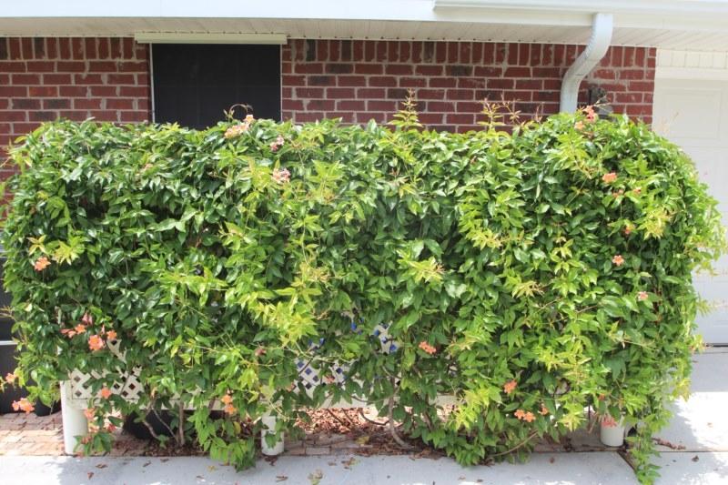 MT OLIVE ESTATES - Residential