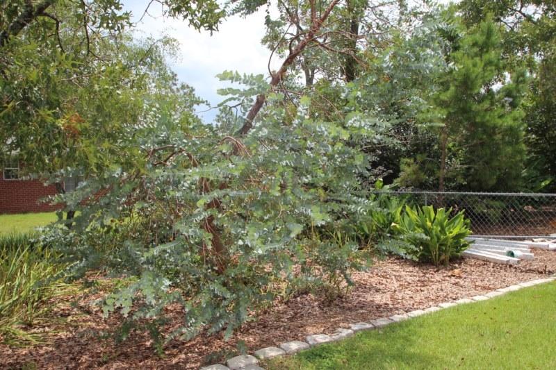 MT OLIVE ESTATES - Residential