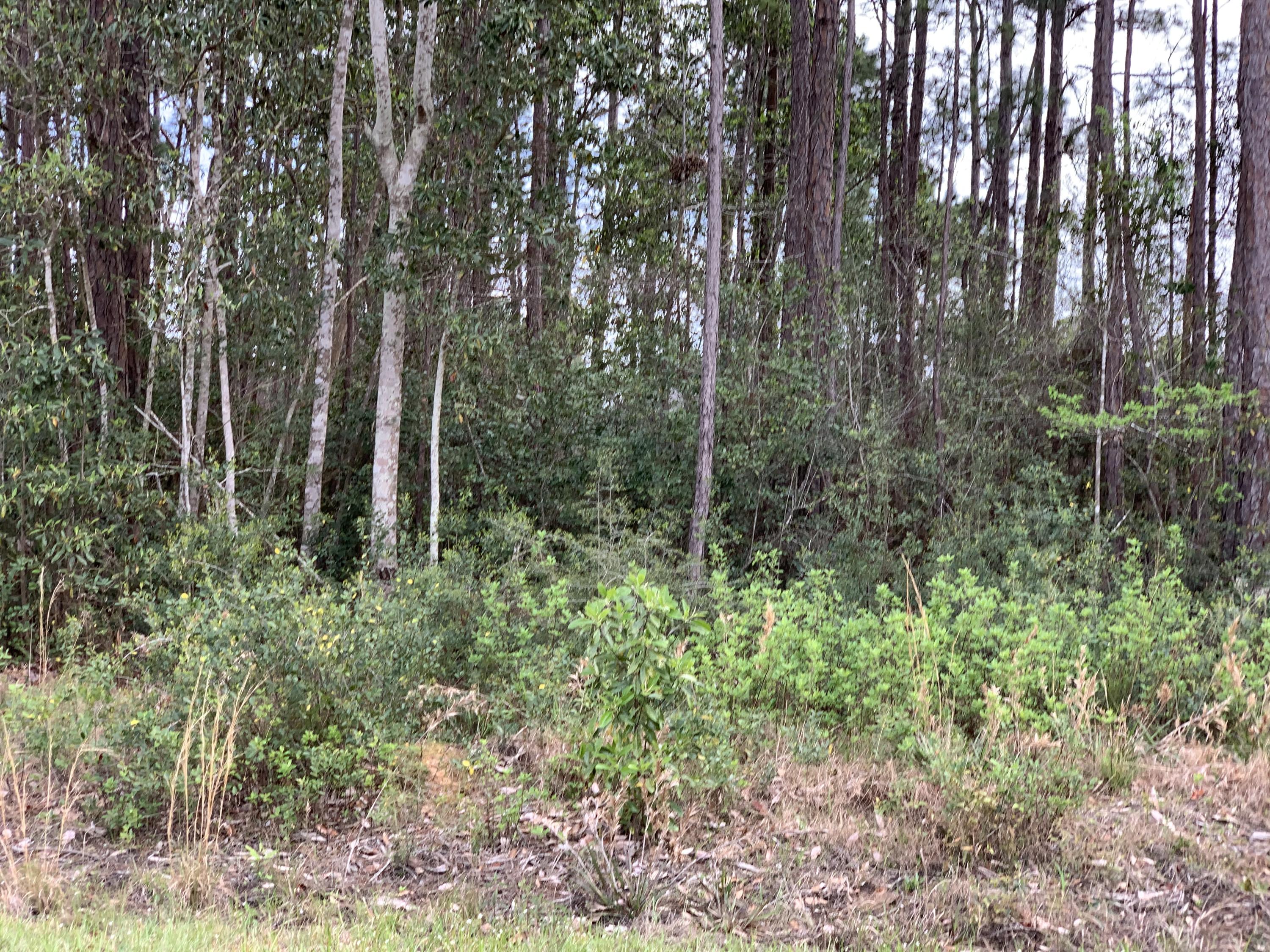 Holley by the Sea - Land