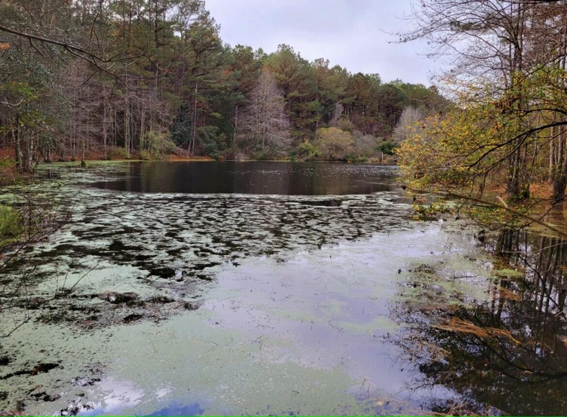 Great Opportunity to own 93 Acres of land located right off of HWY 85! Bring your plans and Build your dream home !! There is approximately 35-40 acres of cleared cultivated land. Cotton, Corn and a few other vegetables have been grown here. The land is ideal for gardening. You will find plenty of harvestable timber along with hardwood and pine trees. You will see a beautiful pond on the property. There is also a flowing stream. You have the opportunity to fish and hunt on your own land. Come take a look today. Aerial photos to come soon.You can purchase Adjacent lot for sale by same owner for an additional 28 acres. MLS895306