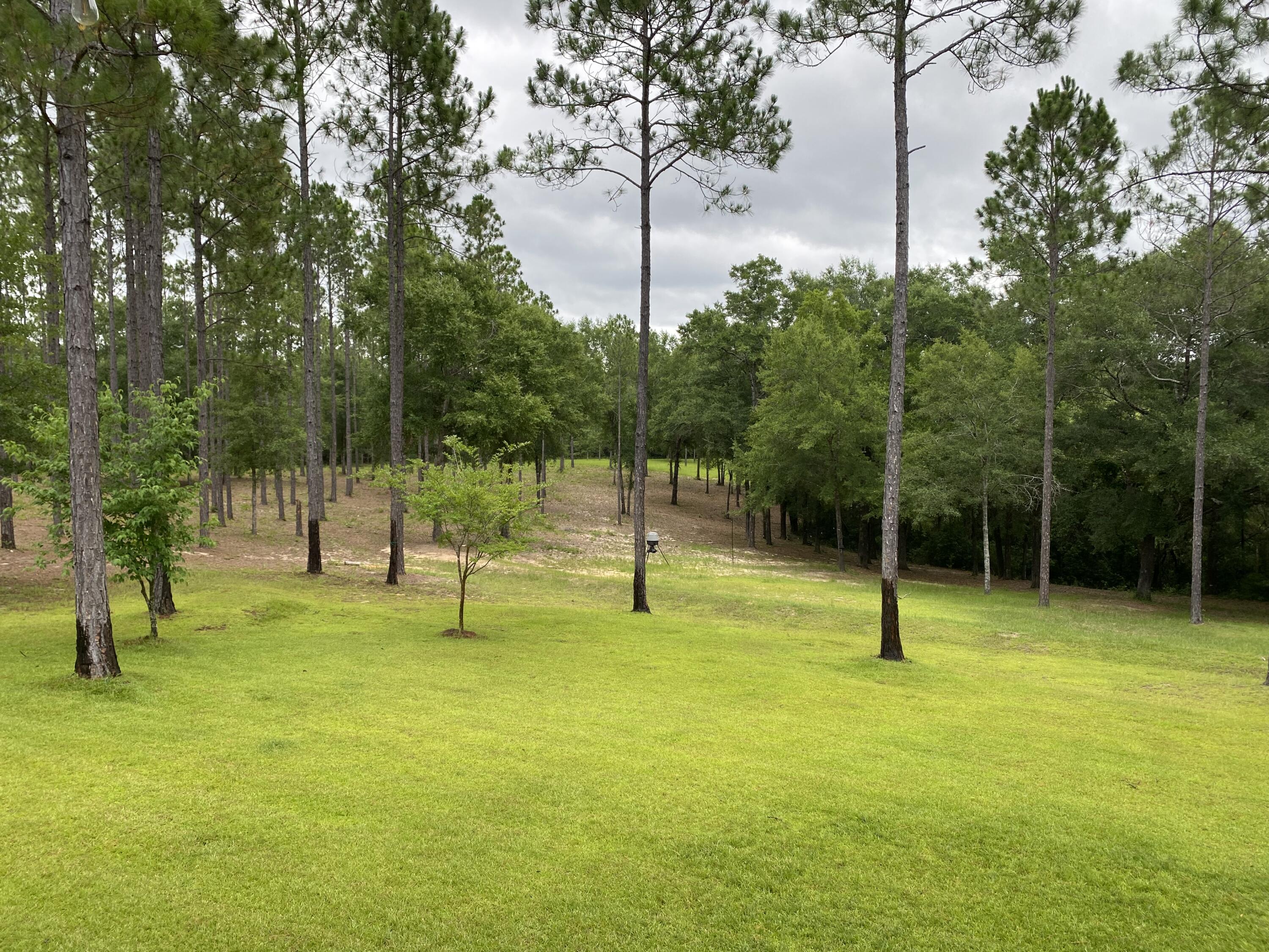 WALTON PLANTATION - Farm