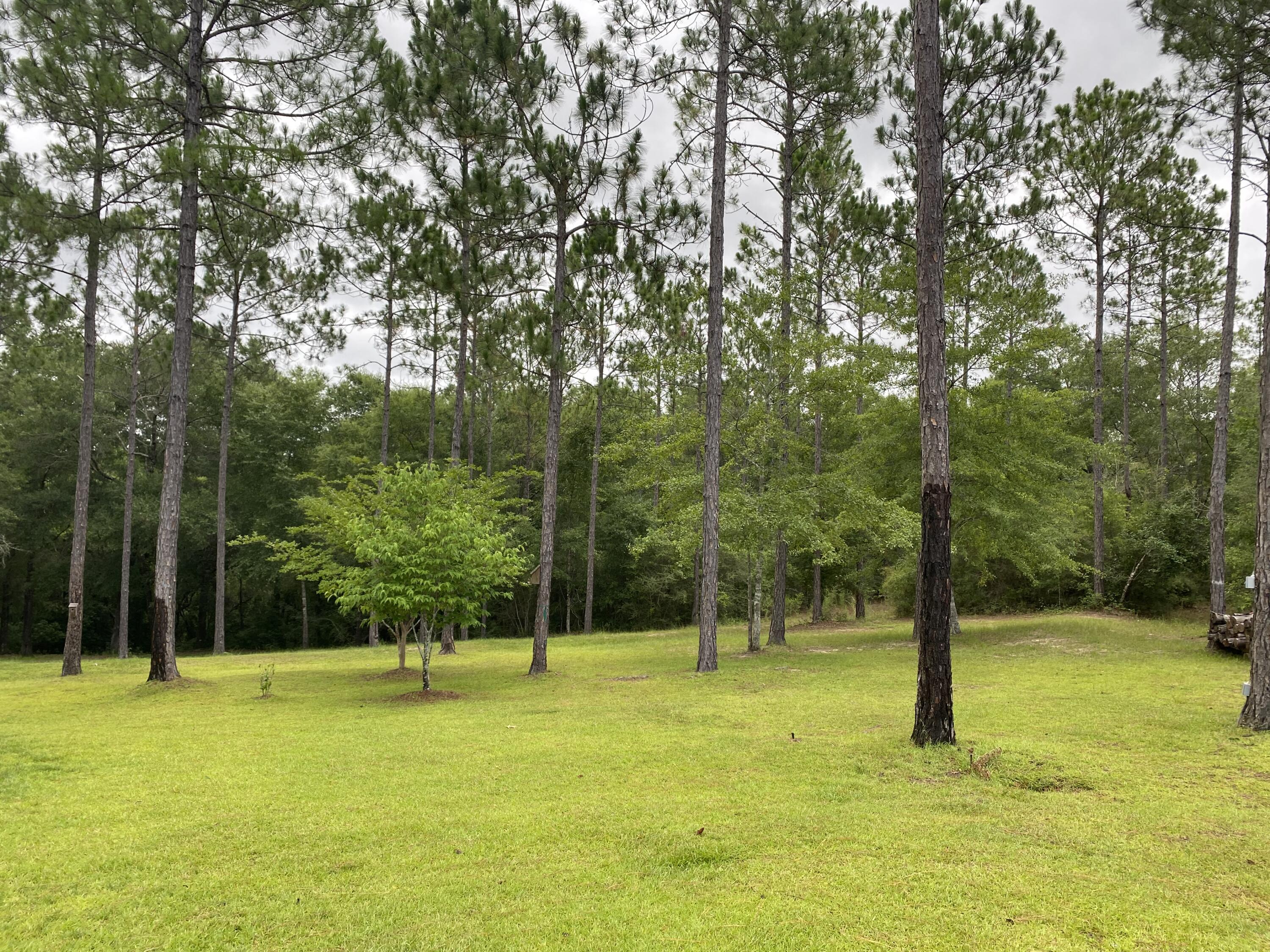 WALTON PLANTATION - Farm