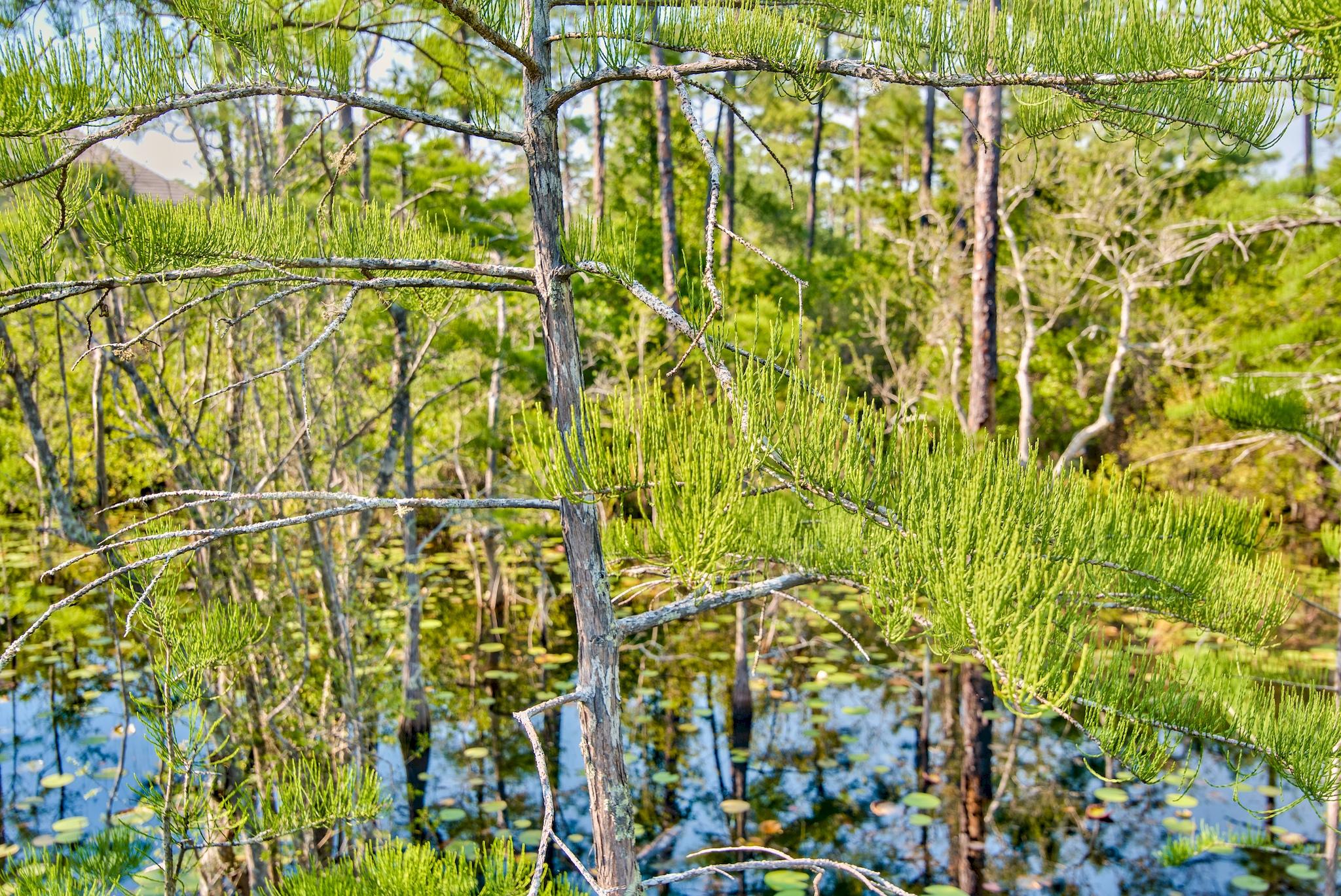 CYPRESS DUNES - Land