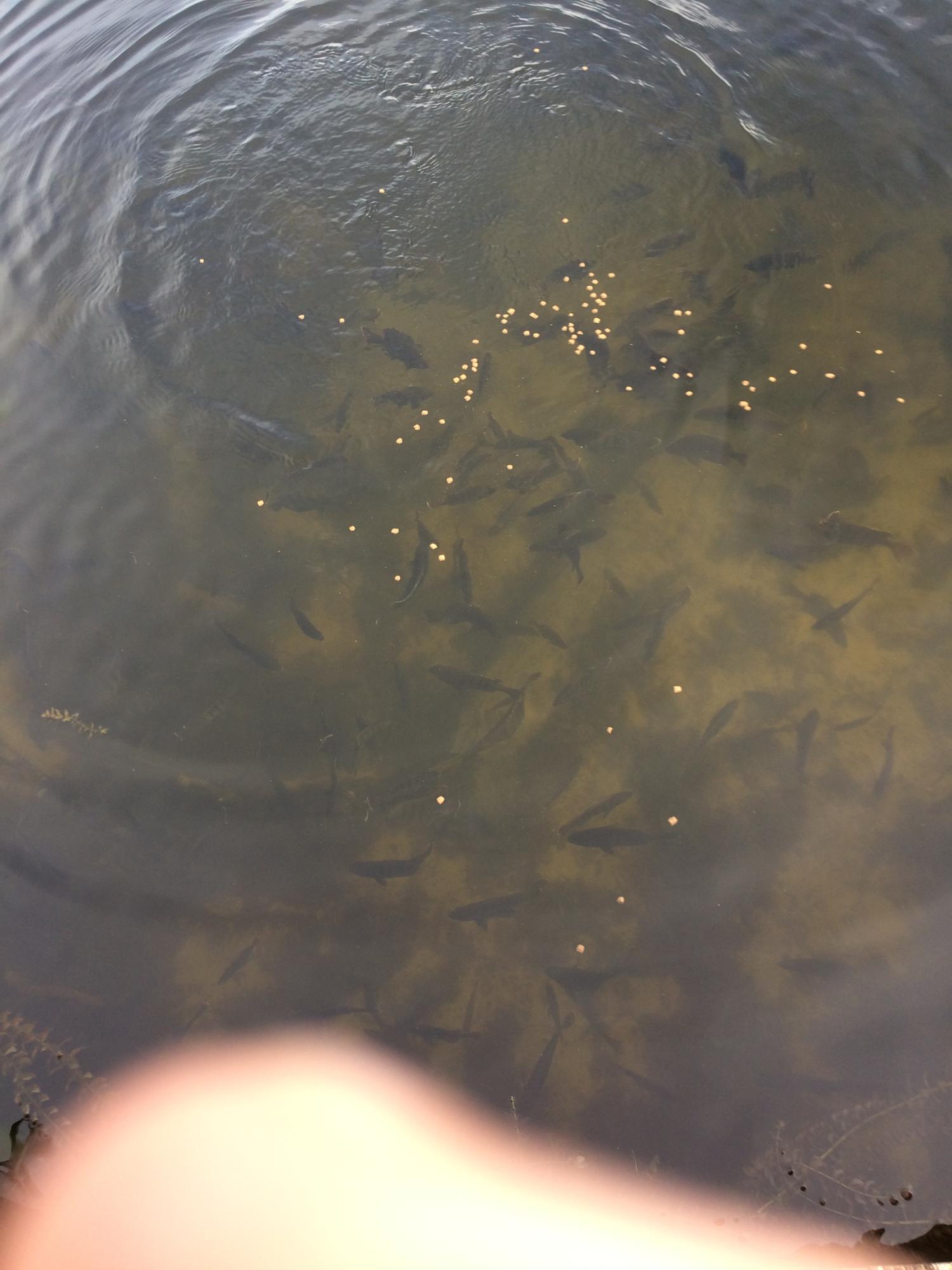 JUNIPER LAKE UNREC - Residential