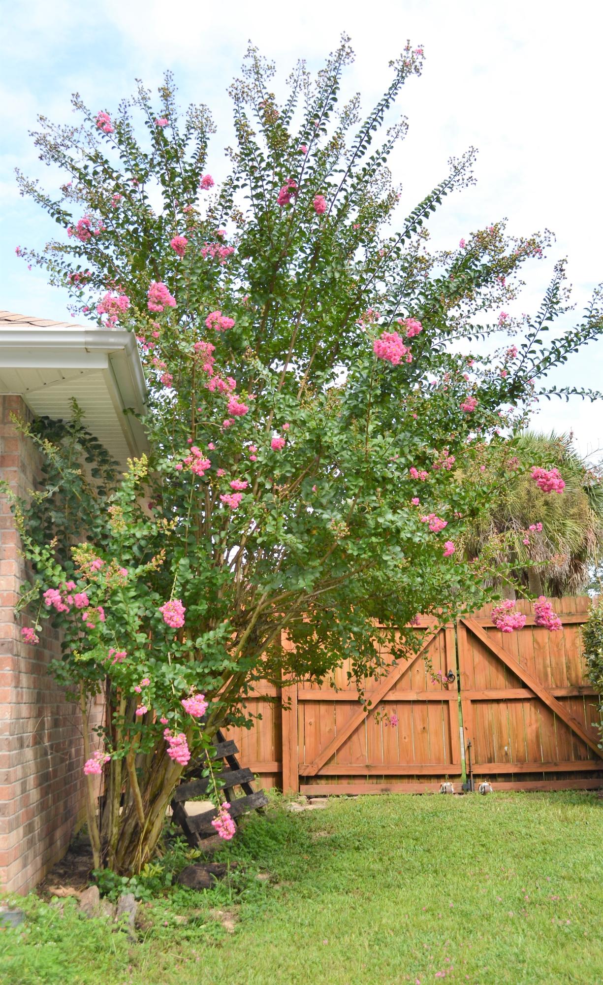 SILVER OAKS PH II - Residential