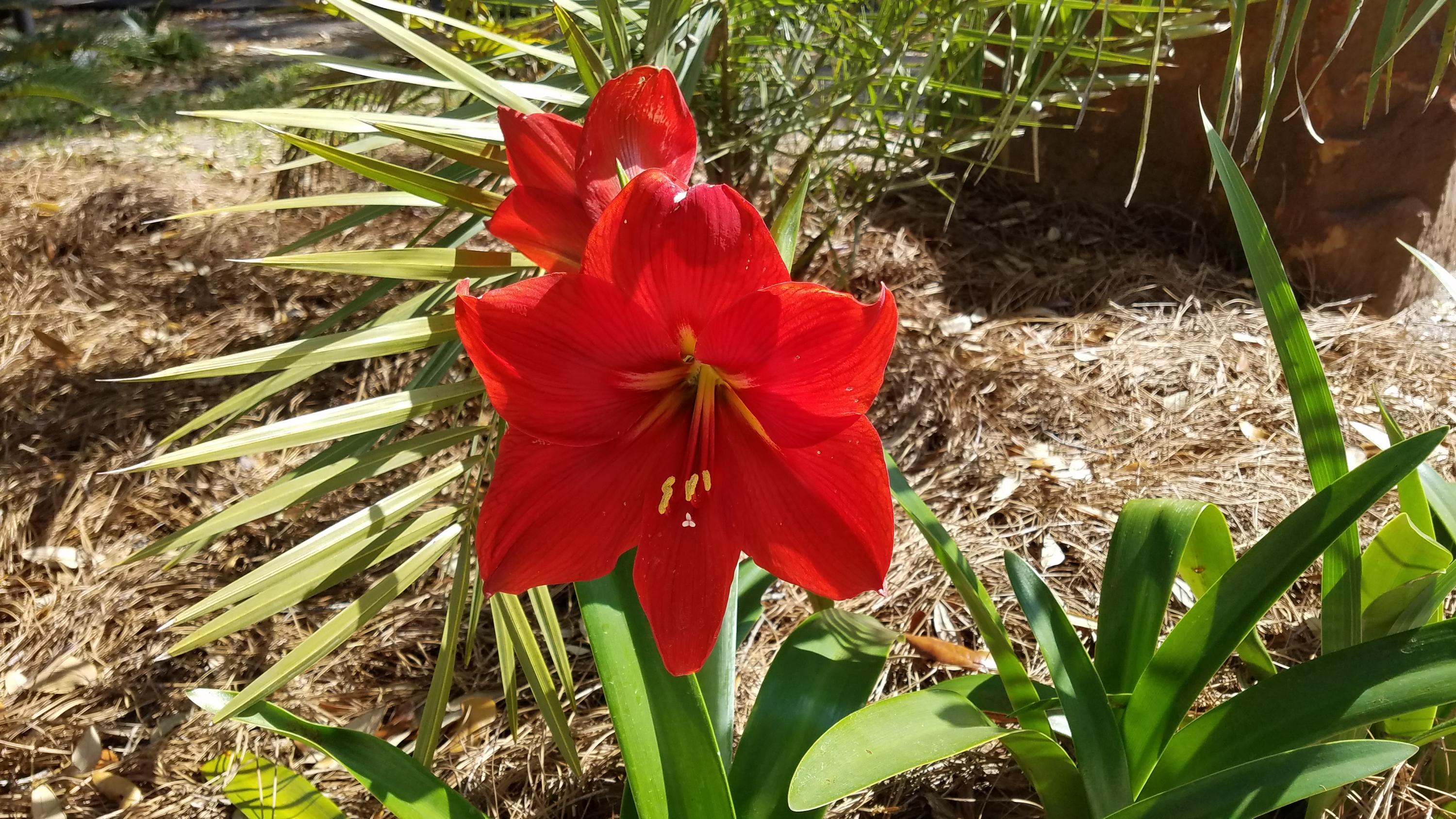 BAL ALEX ESTATES - Residential