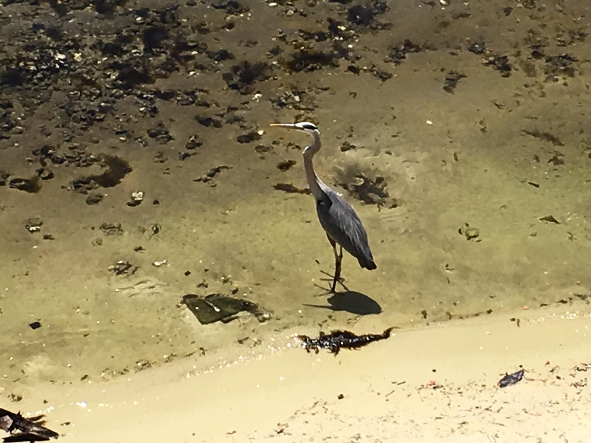 VILLAGES OF CRYSTAL BEACH - Residential