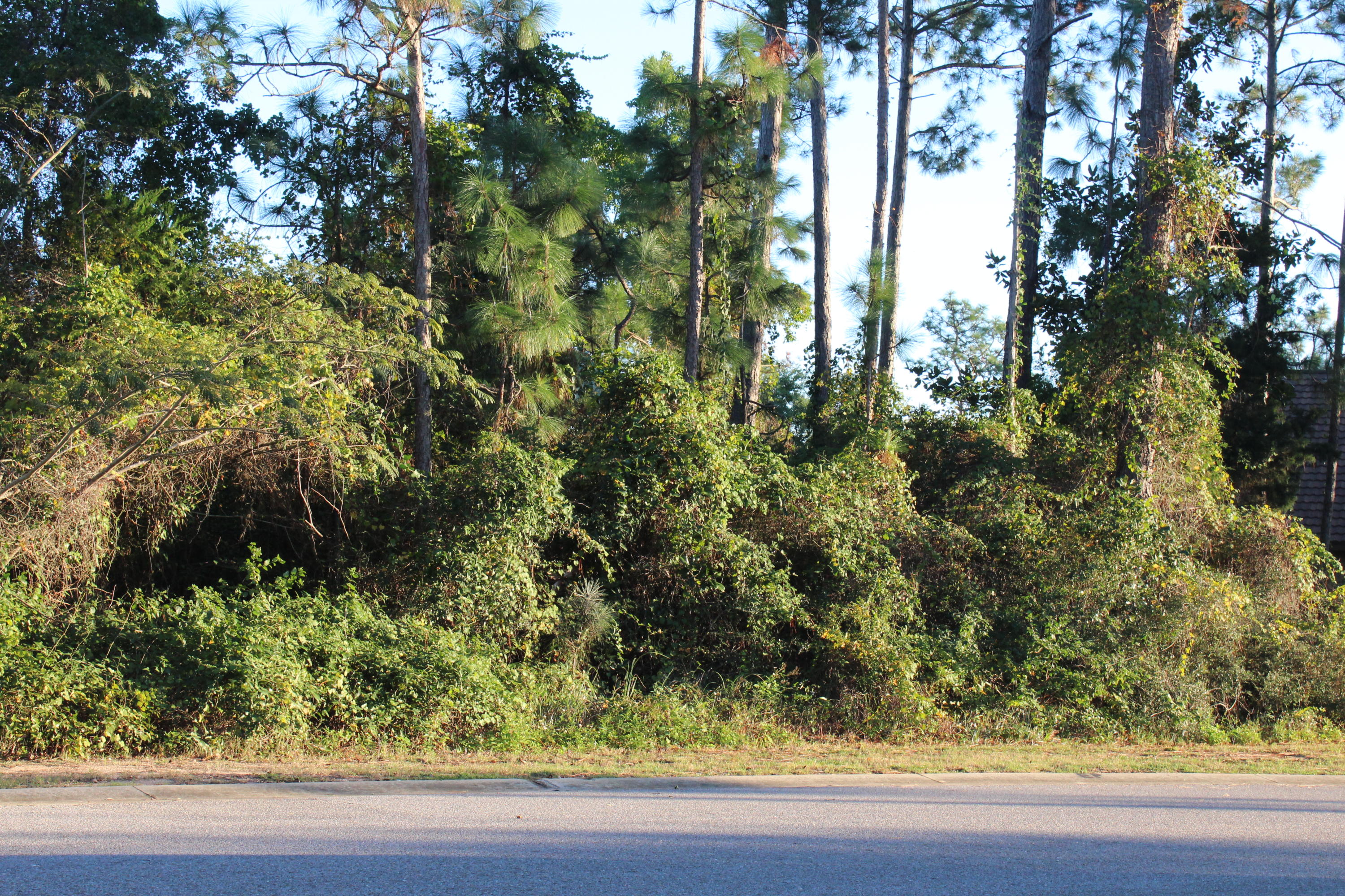 PALMETTO LAKE PRESERVE - Land