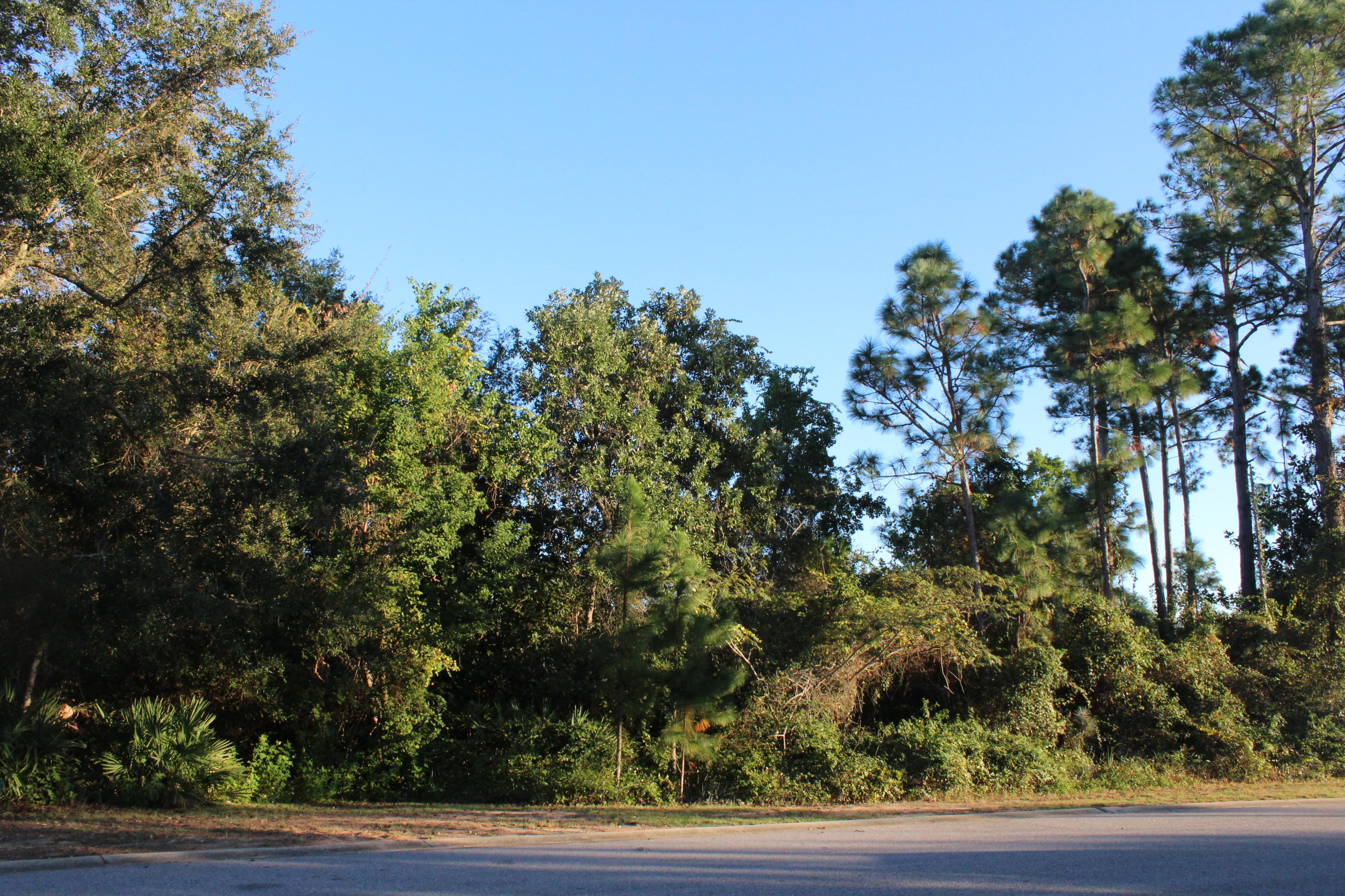 PALMETTO LAKE PRESERVE - Land
