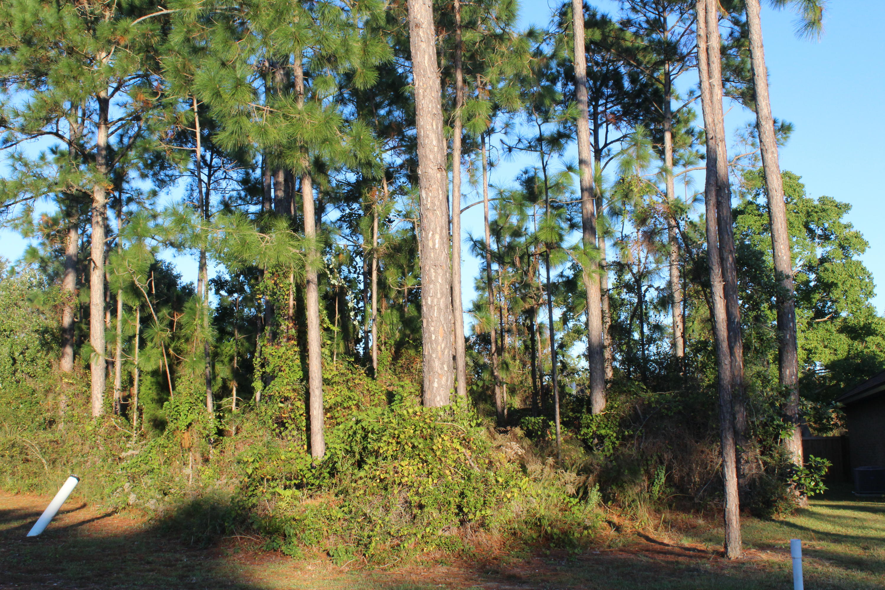 PALMETTO LAKE PRESERVE - Land
