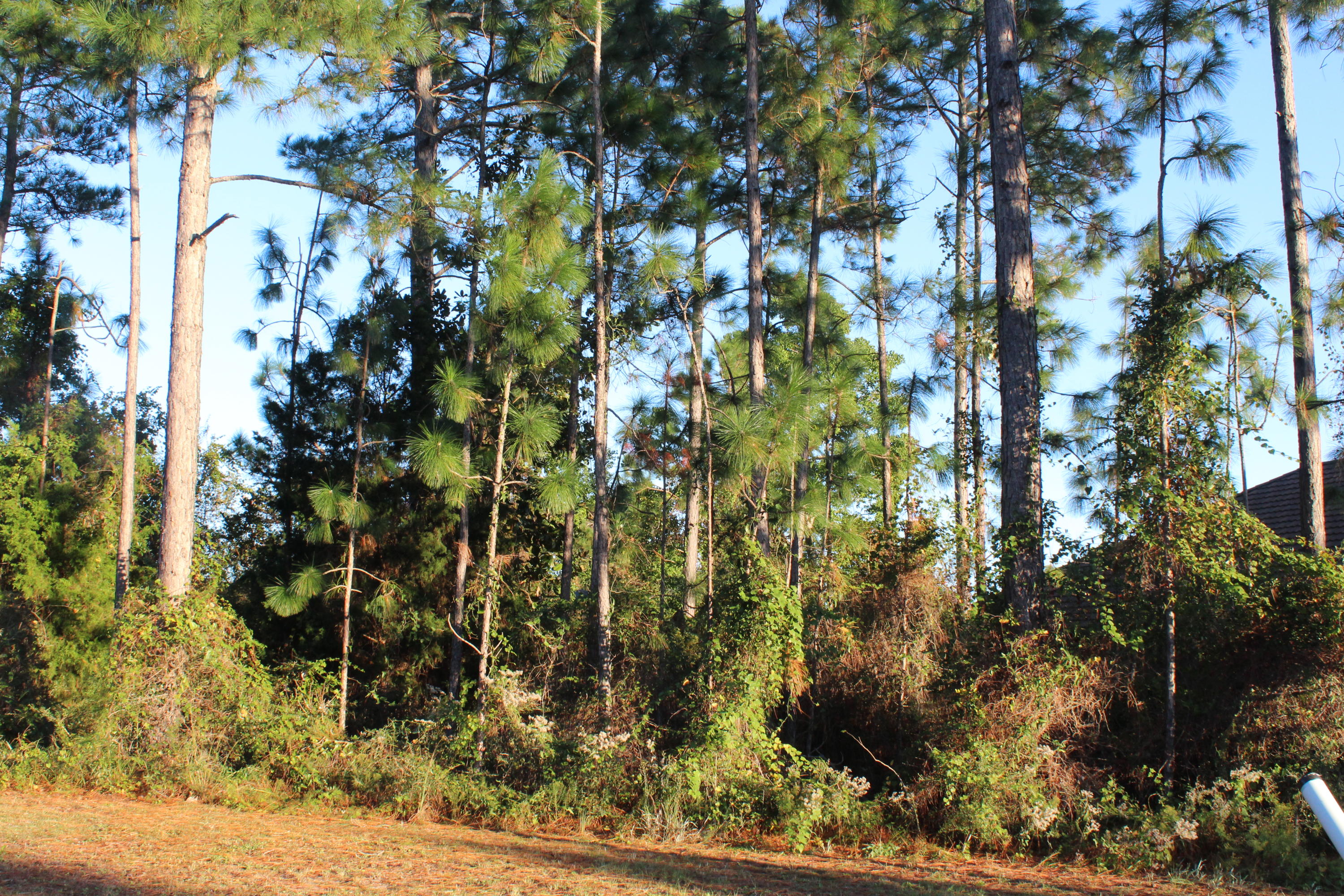PALMETTO LAKE PRESERVE - Land