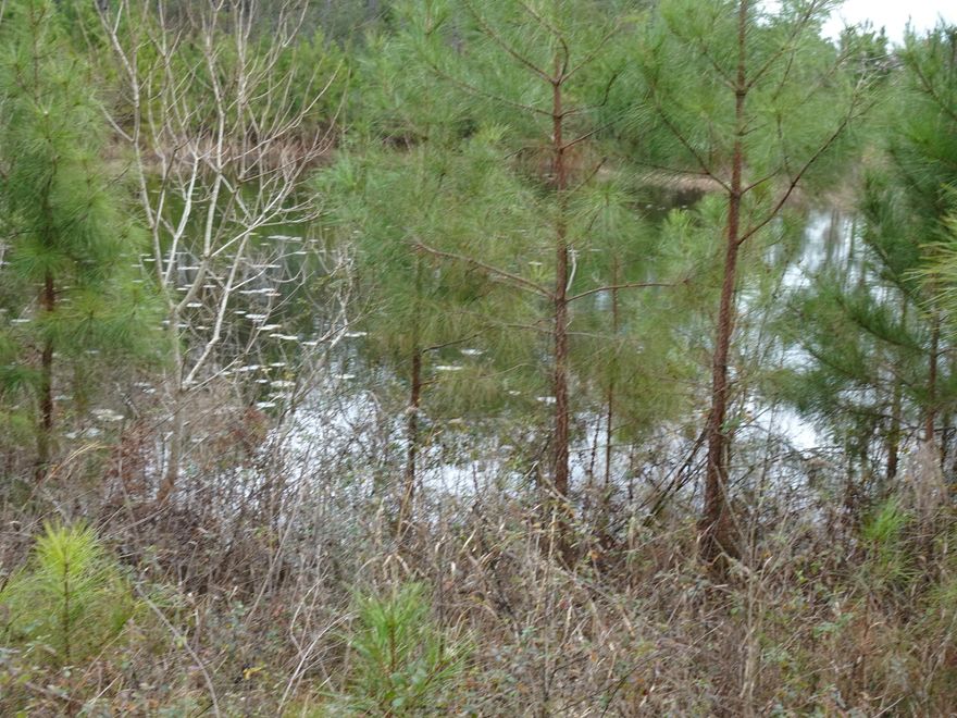 LOCATED JUST WEST OF TOWN. THIS 10 ACRE TRACT OFFERS LARGE MATURE TREES, A GREAT POND IN THE FRONT OF PROPERTY AND IS JUST OFF A PAVED ROAD. LOCATION IS EAST TO COMMUTE TO EGLIN AFB AND NICEVILLE. PROPERTY HAS NO RESTRICTIONS. POWER IS PAST PROPERTY WHICH MAKE IT EASY TO OBTAIN. CALL TO VIEW.