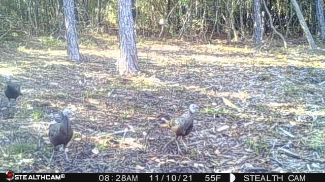 HIGHLAND ACRES - Land