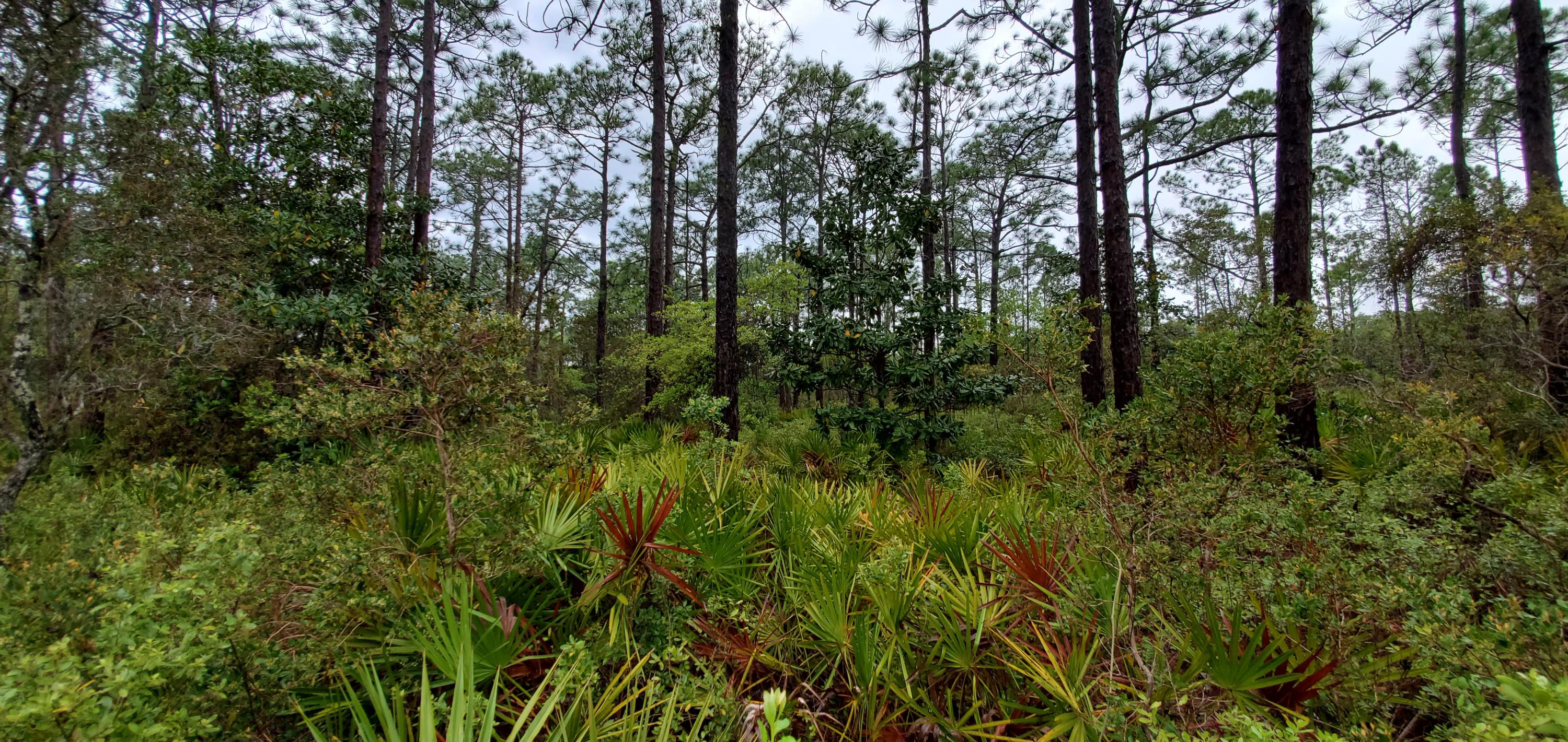 EXTRA LARGE homesite located in the heart of Seagrove Beach in Gulf Shore Manor, a very short distance to a deeded beach access. No HOA, build-out time or architectural guidelines beyond Walton County building restrictions DOUBLE lot bordering the state forest on one side. Beach accesses located at South San Juan (public with showers & parking) & Montigo (deeded). Take the bike path to Seaside Central Square for the best dining, entertainment, boutique shopping & more. Build here in the quintessential ''Old Seagrove'' Beach.***Buyer is responsible for personally verifying details about this property. Any information contained in this listing is believed to be accurate but is not guaranteed.