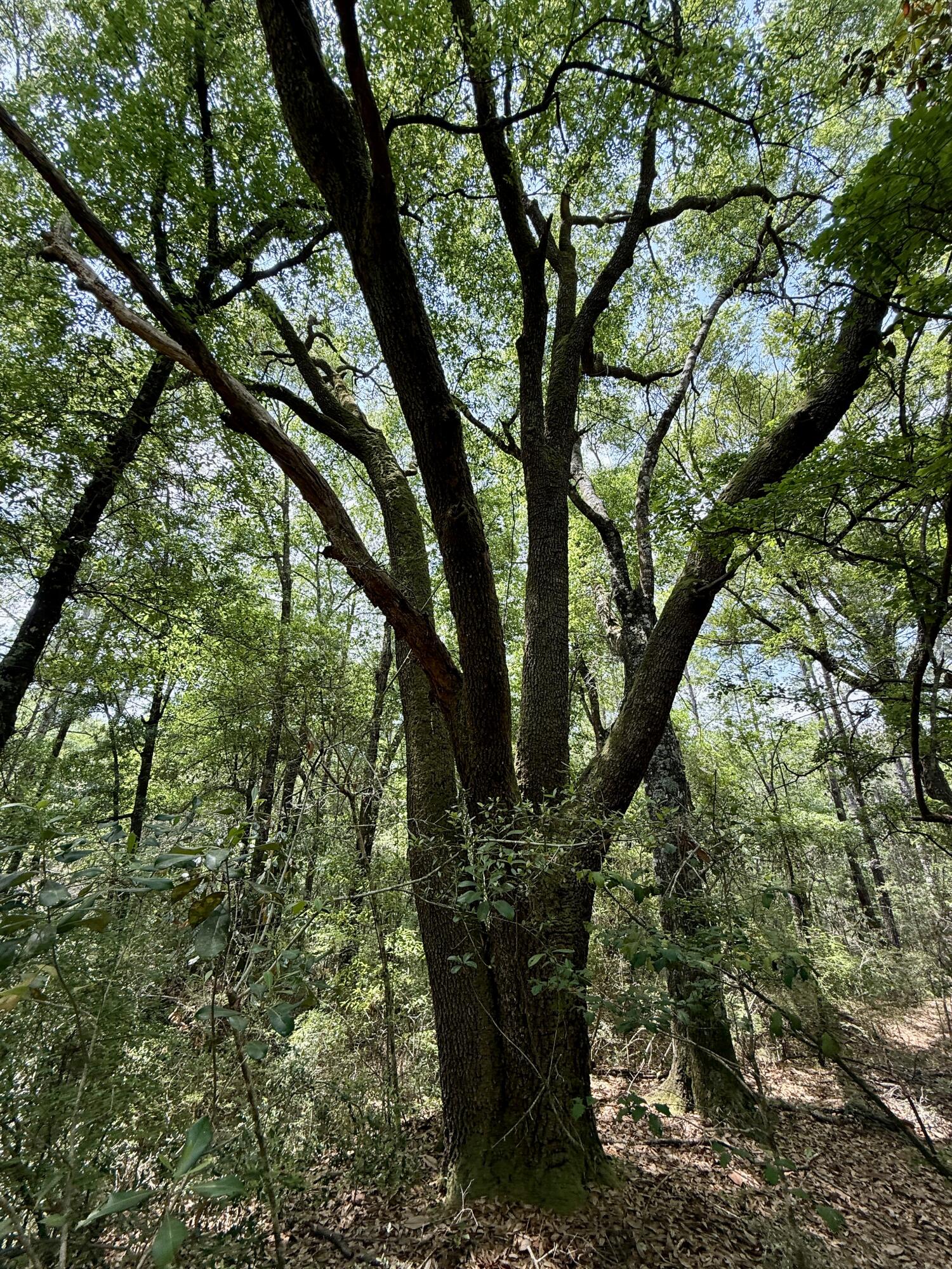 METES & BOUNDS - Land