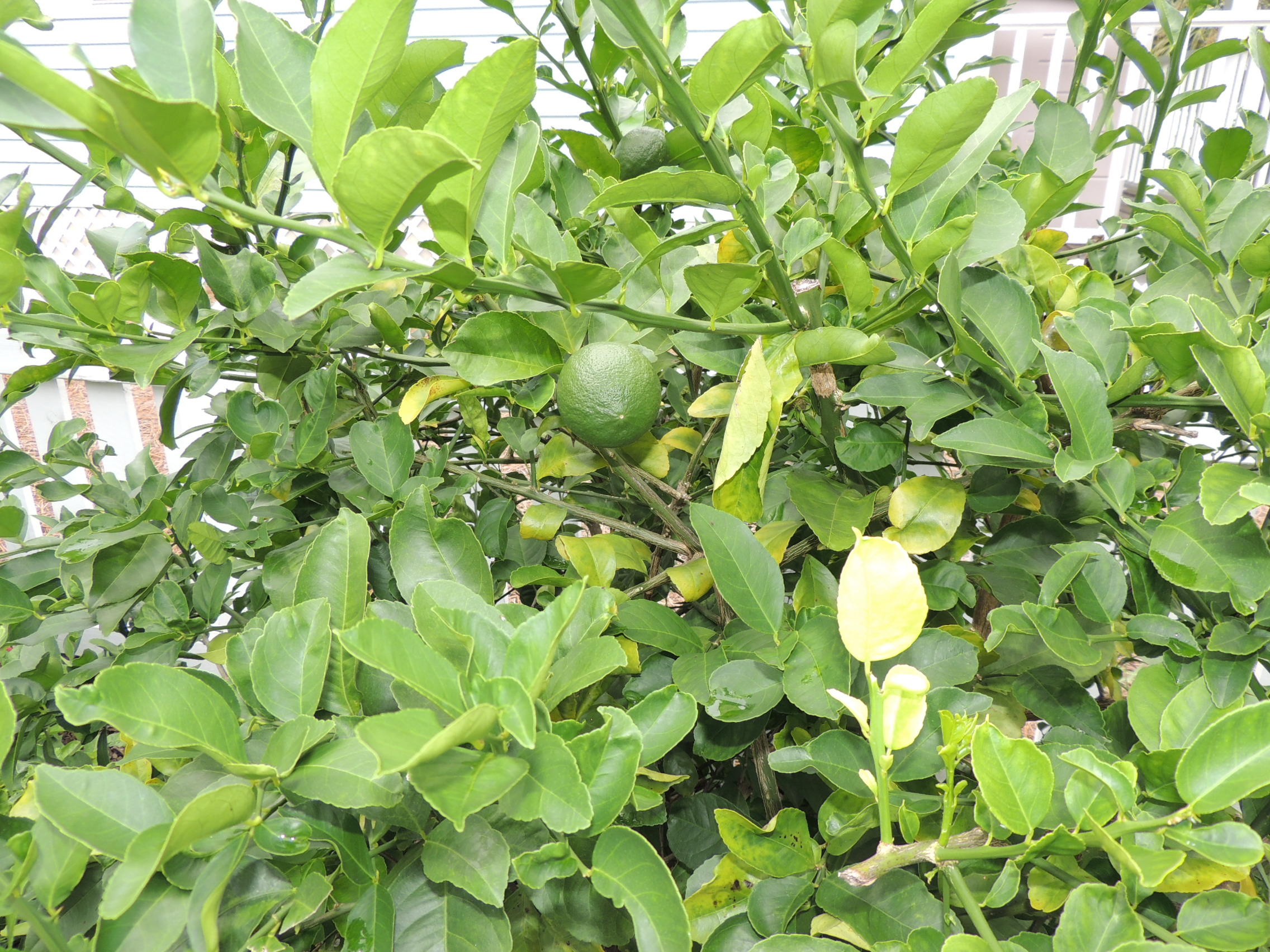 CRYSTAL BEACH COTTAGES PH 2 - Residential