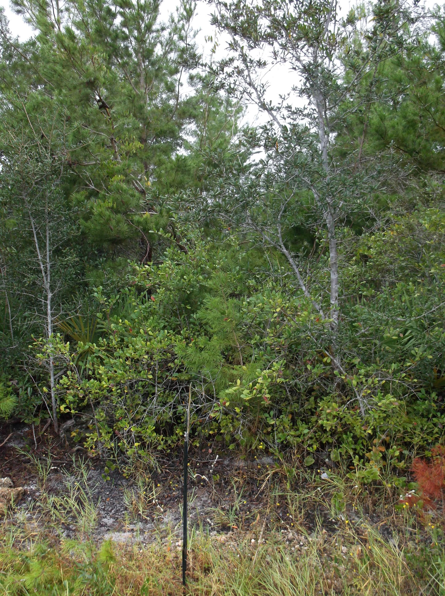 TREASURE ISLE ESTATES - Land