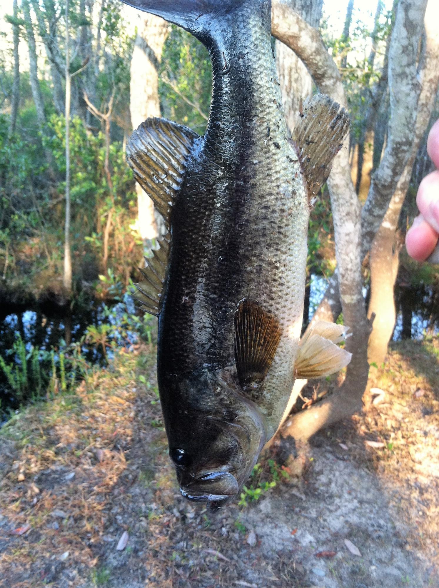 WHISPERING PINES ESTATES - Residential