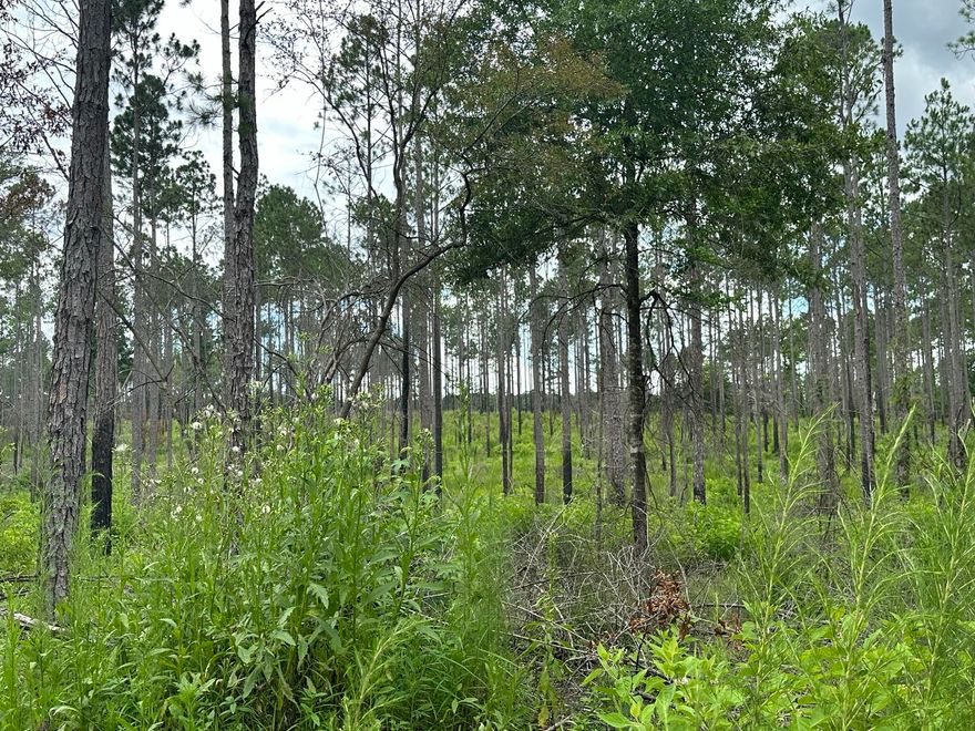 Unleash your vision on this expansive 10-acre canvas in serene Laurel Hill, Florida. This property on Hwy 602 offers the perfect foundation for your rural aspirations, with ample space for homesteading, or simply enjoying the tranquility of country living. Horses allowed. 10 Ac portion of property only.