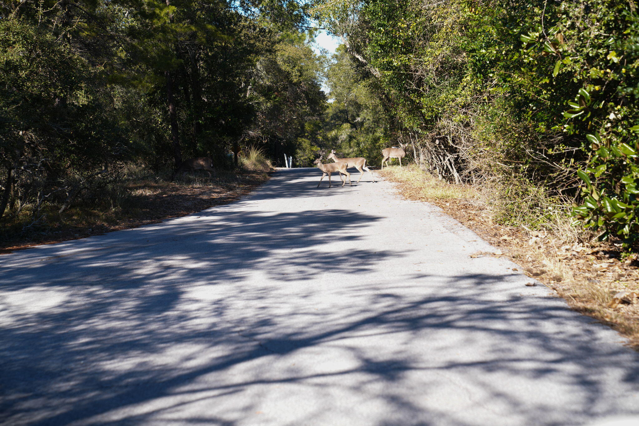 FOUR MILE VILLAGE - Residential