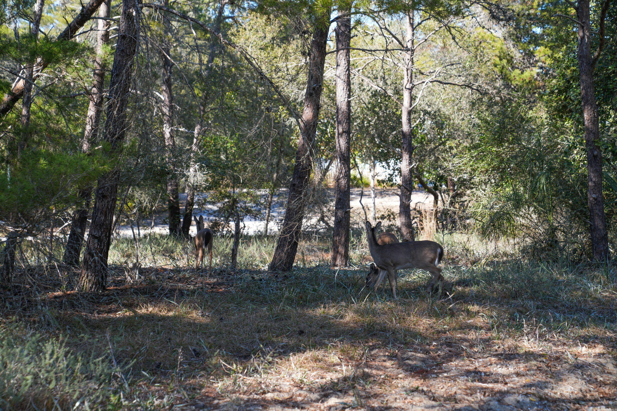 FOUR MILE VILLAGE - Residential