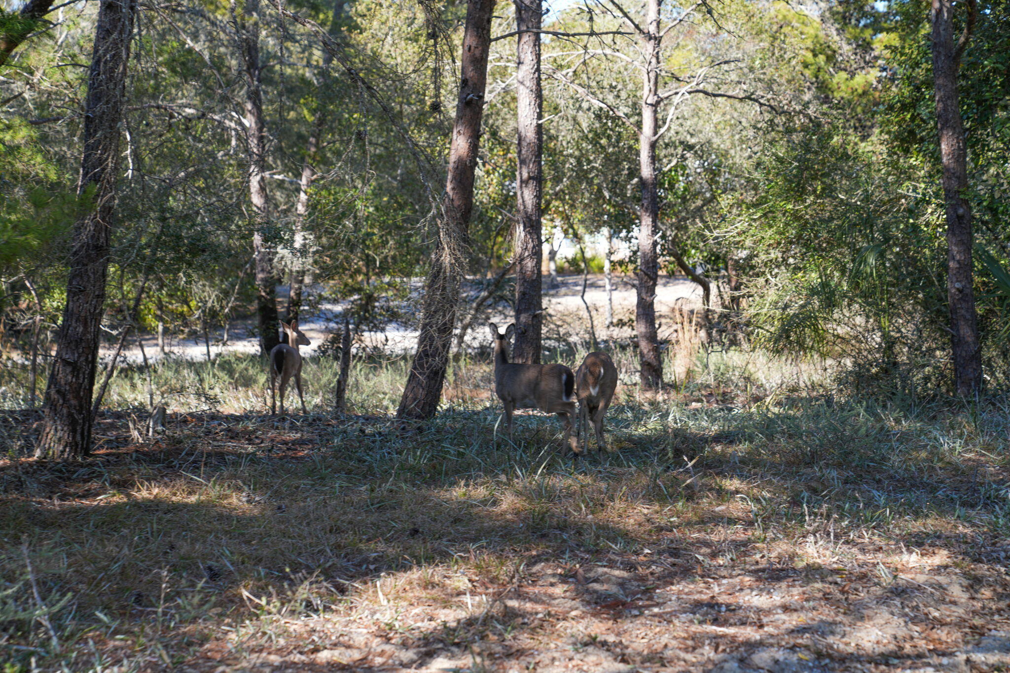 FOUR MILE VILLAGE - Residential