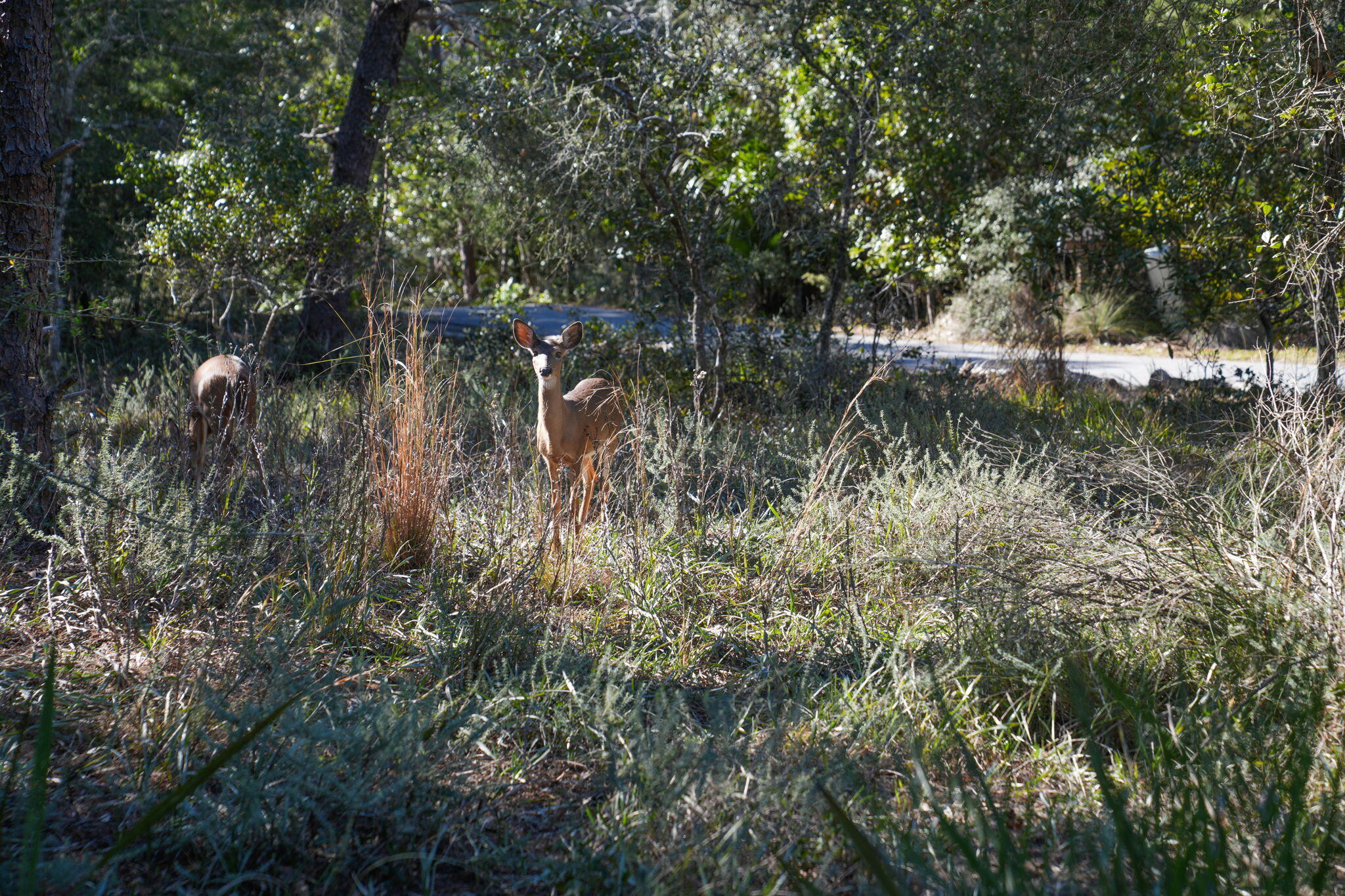 FOUR MILE VILLAGE - Residential