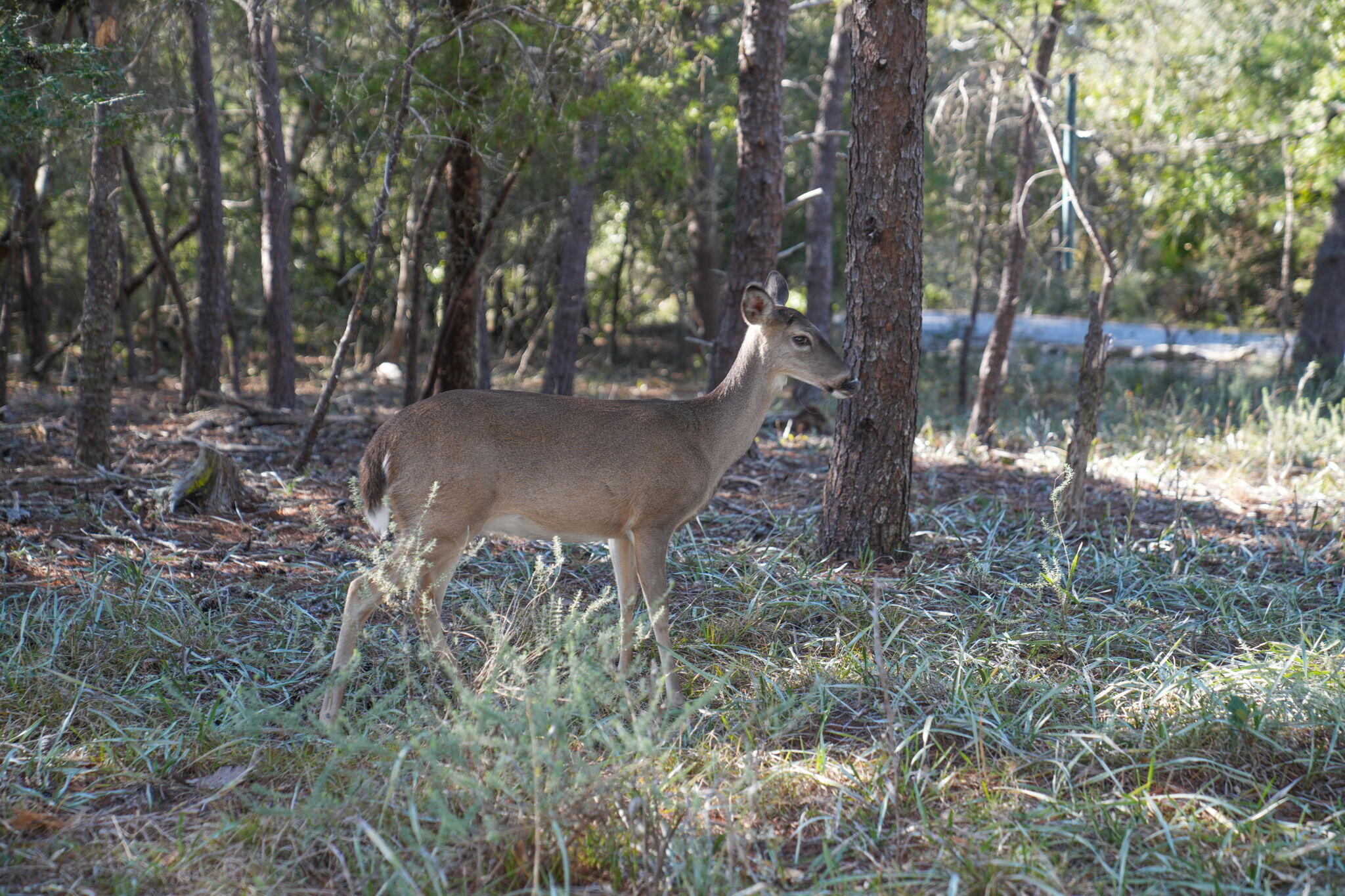 FOUR MILE VILLAGE - Residential