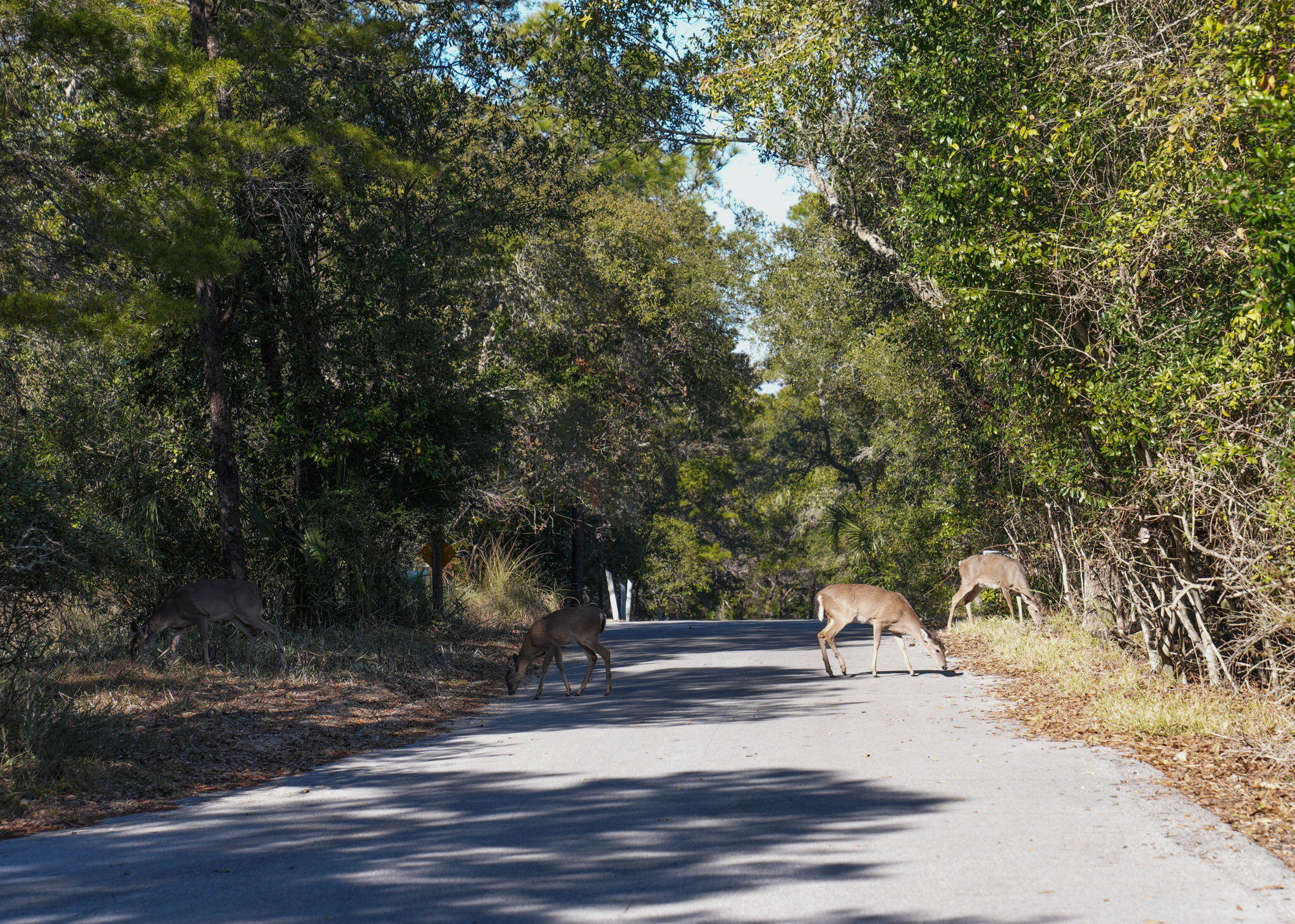 FOUR MILE VILLAGE - Residential