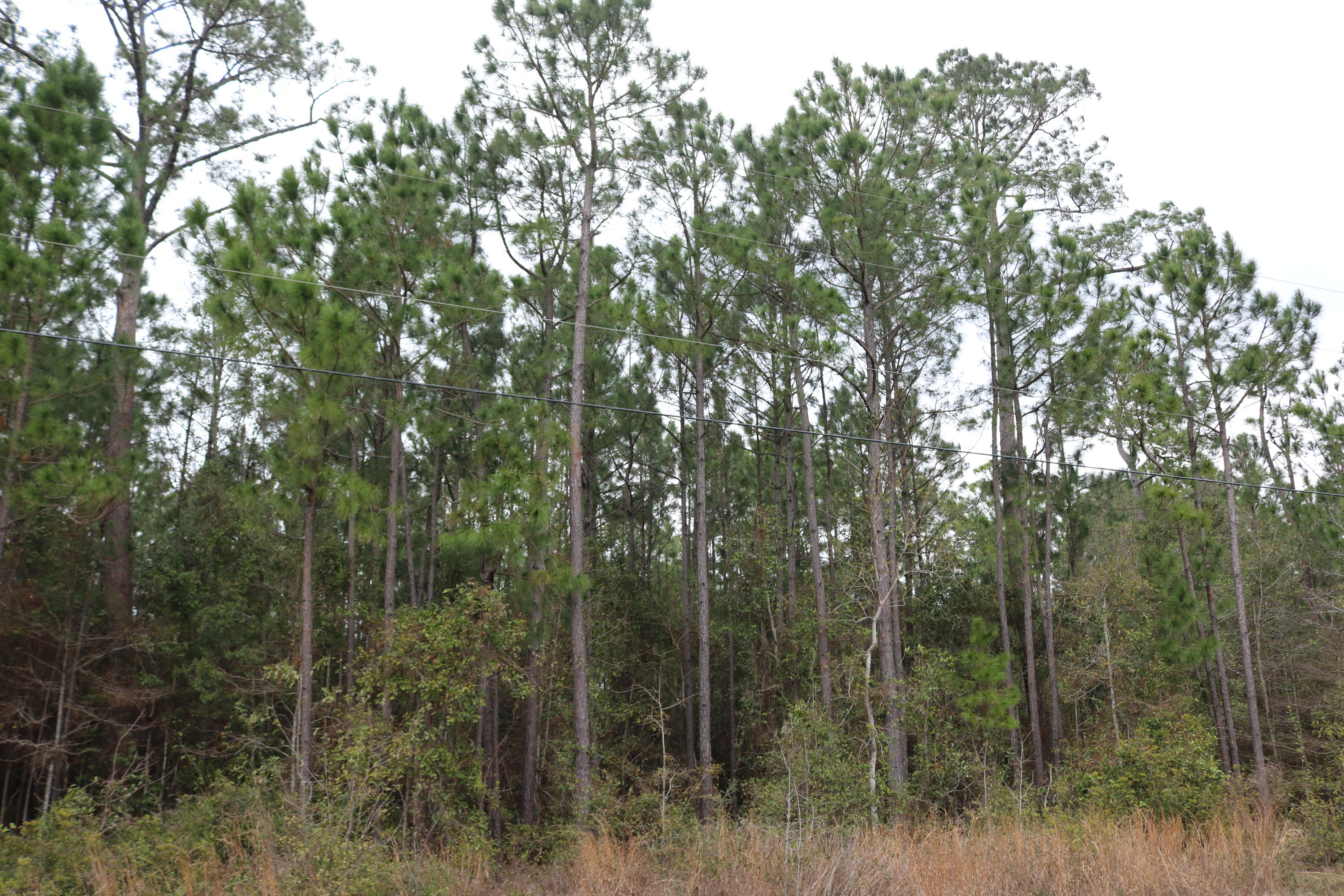 ESCAPE! Incredible opportunity! Four side-by-side lots available with a total of more than 3.5 acres in the quiet community of Harbour Oaks. Purchase individually or all together (for less than $120K!). Public boat launch is less than a half mile away and the water is only a short walk. Hiking trails are just on the other side of Avalon Blvd. With an elevated home, you will probably enjoy water views from these lots. Such a great bargain for so much property. Garcon Point bridge is a half mile away, providing quick commute to shopping at Tiger Point, or make a short drive to Navarre, Navarre Beach, Gulf Breeze, Pensacola, or Pensacola Beach. Go north to Milton or Pace, or jump on I-10 and be in Pensacola in just a few minutes. Lots 10, 11. 12. and 13.