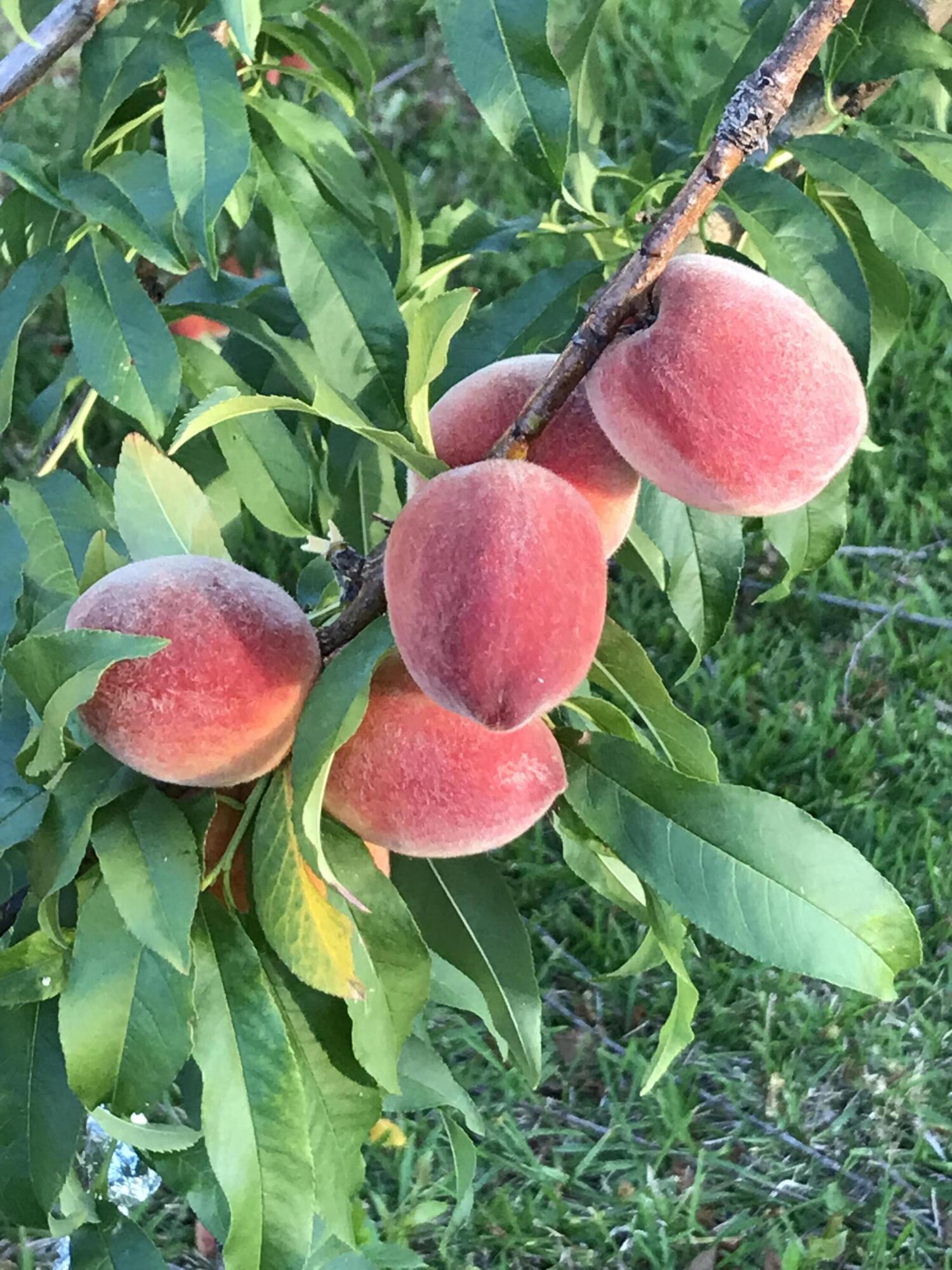 KENWOOD S/D - Residential