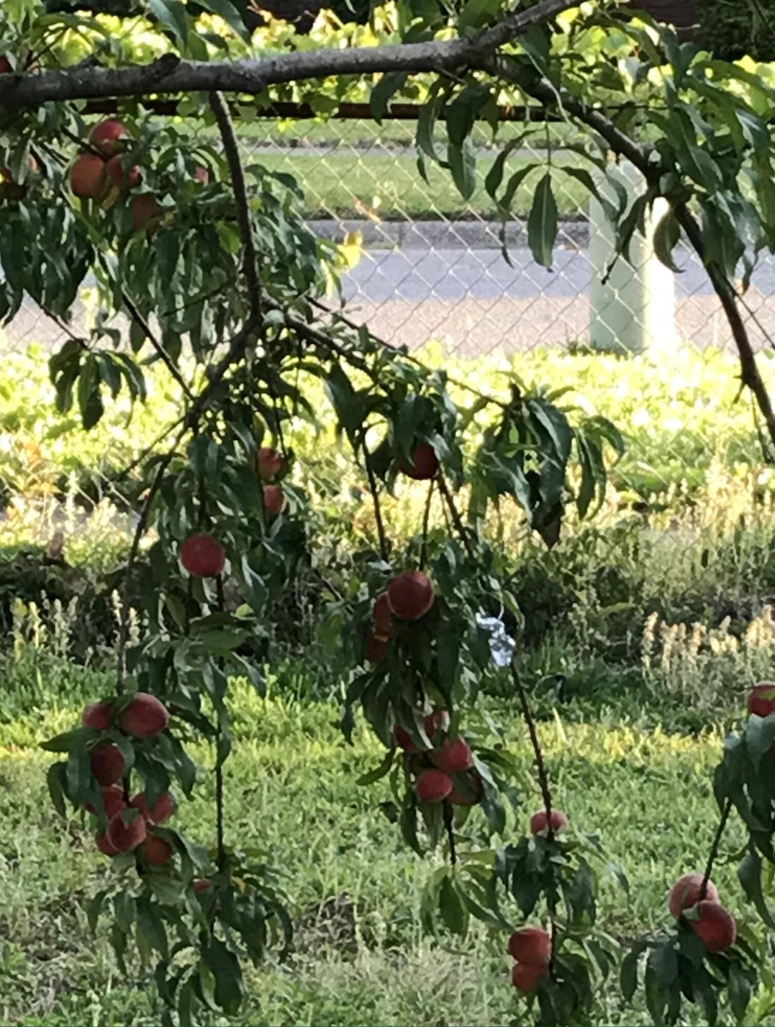 KENWOOD S/D - Residential