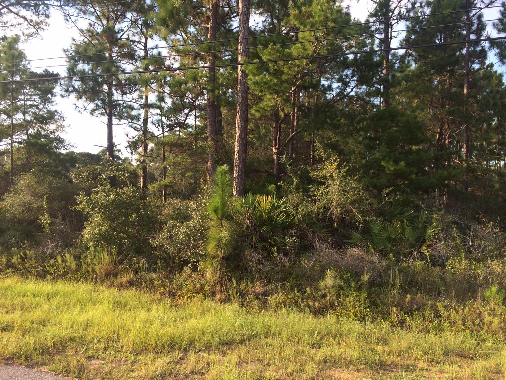 HOLLEY BY THE SEA - Land