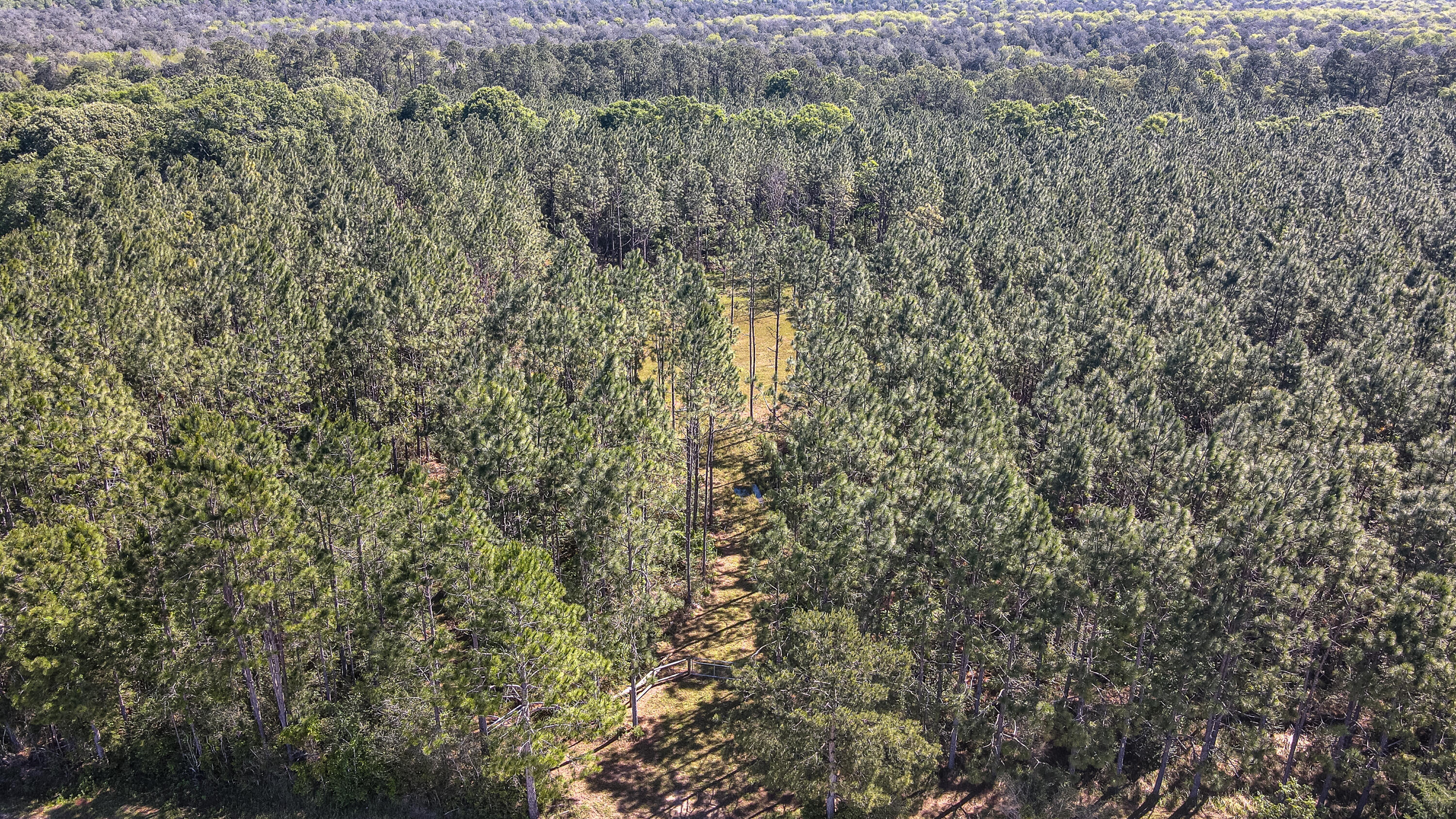 26 acres of pristine woods, field, and fresh air with amazing views of the sunset over pastures through the mature pines and old oaks.  With an acre of cleared land that is ready to build, high and dry and beautifully manicured.  The property and clearing is accessible through a large gated lane that also continues to the back and throughout the property.  This lane is perfect for a golf cart, side by side, or any other vehicle used to ride the trails. This property borders the Magnolia Ranch Hunting Preserve.   There are several cleared plots ready to be turned into food plots for deer, turkeys, or other game.  The old majestic oaks tower above the mature pines and are perfect to stroll or rest under.  This property is an ideal spot for those wanting to build and have privacy, access to nature, and enjoy the best of Florida wildlife.  The land provides opportunities to pursue agricultural or forestry income and can be used for many more purposes as it is zoned general agricultural.  